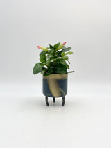 Adenium obesum 'Pink star'. Desert Rose, 9cm Nursery Pot