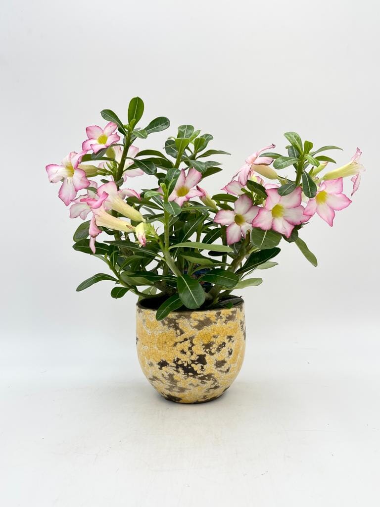 Adenium obesum 'Pink star'