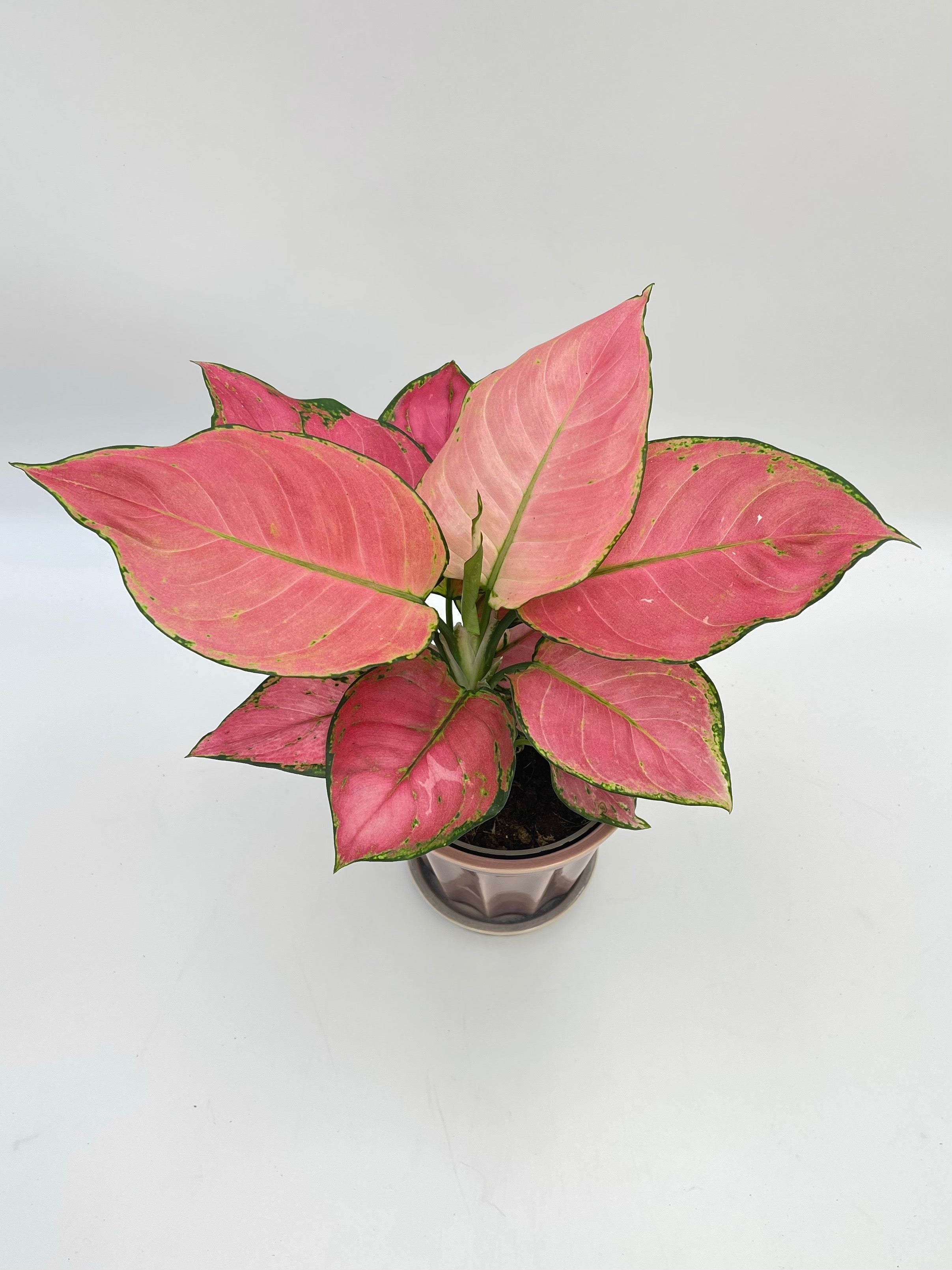 Aglaonema Pink Star, Chinese evergreen