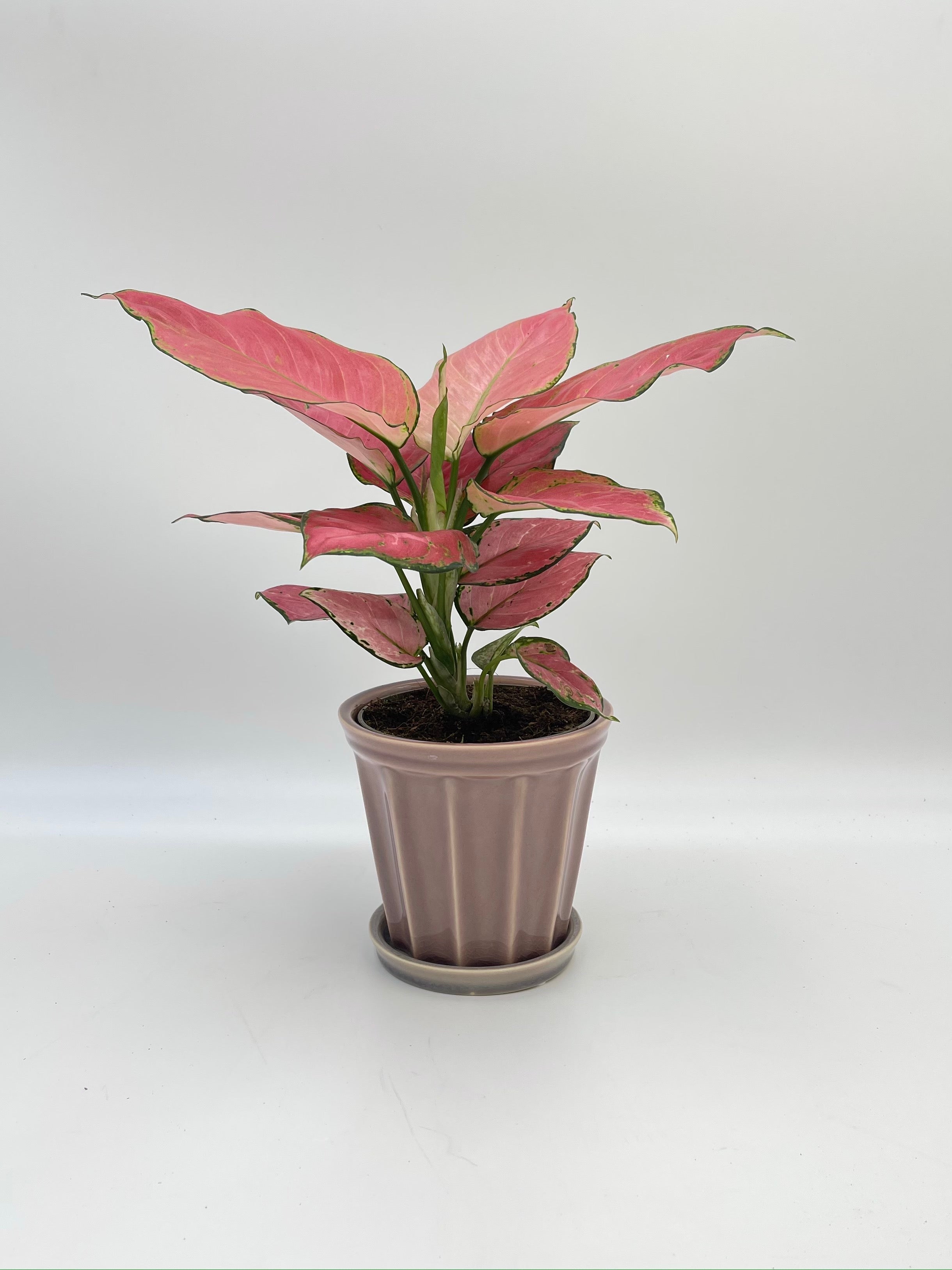 Aglaonema Pink Star, Chinese evergreen