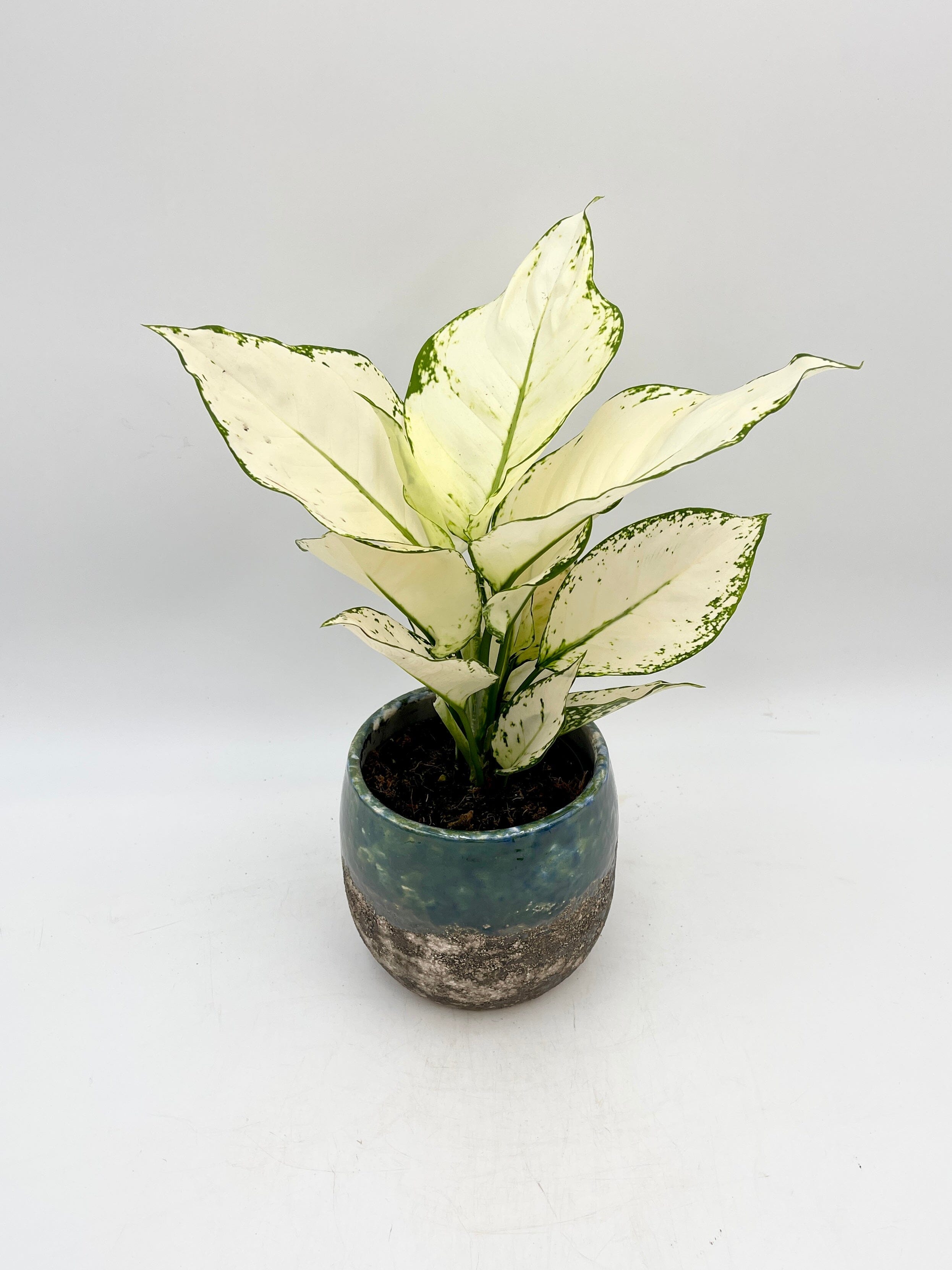 Aglaonema White Joy