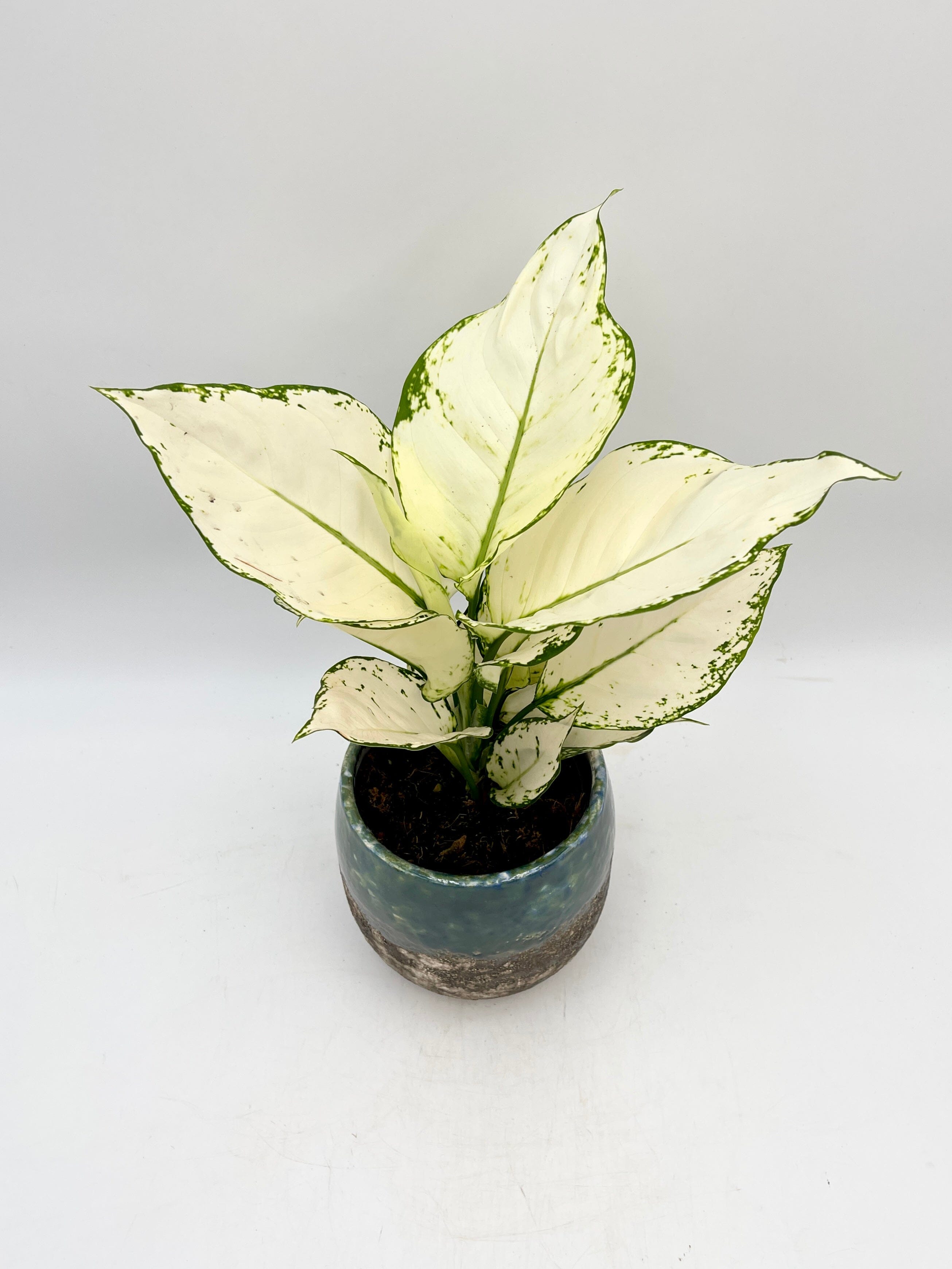 Aglaonema White Joy