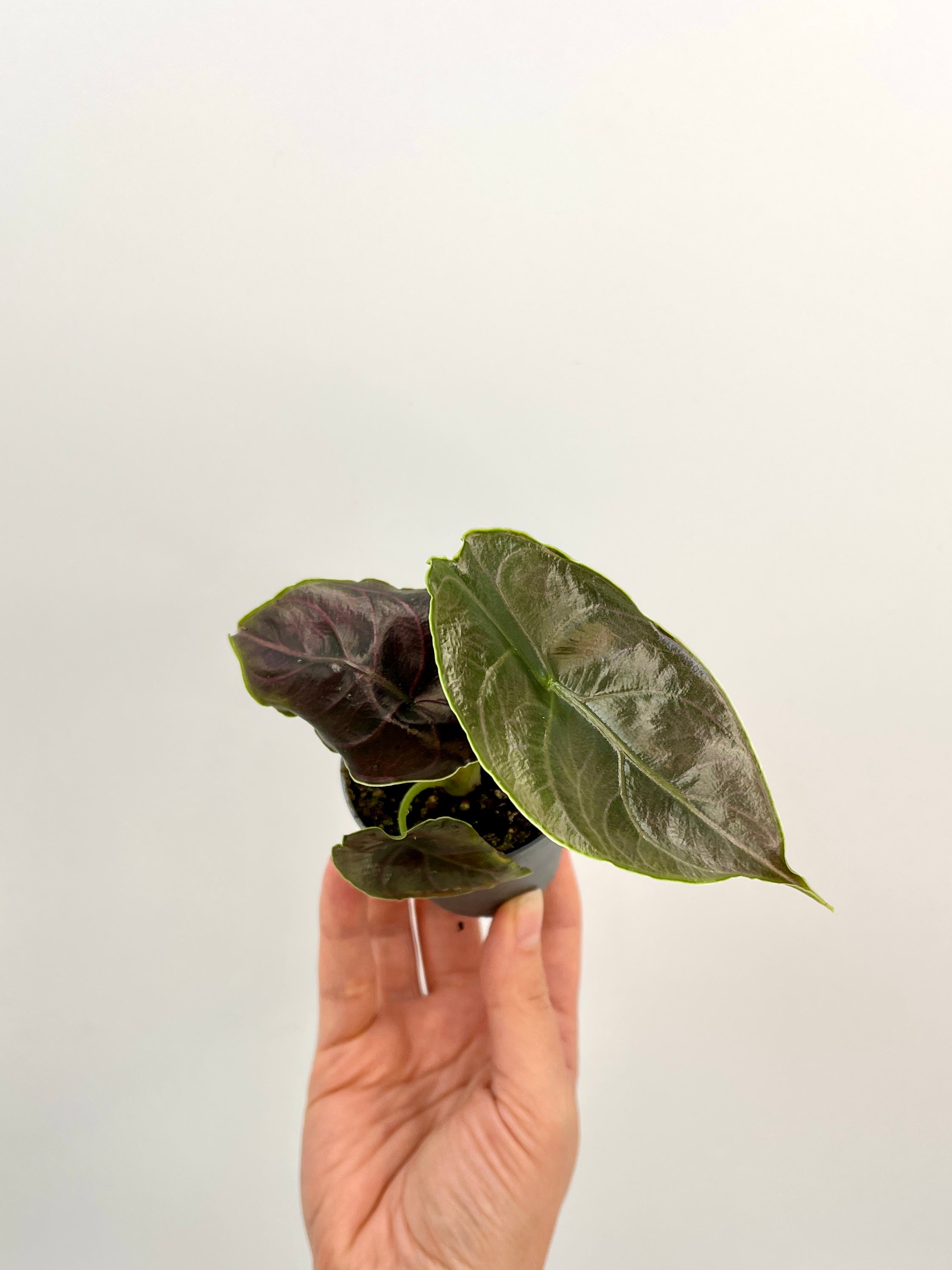 Alocasia Azlanii, Jewel Alocasia, Baby Plant