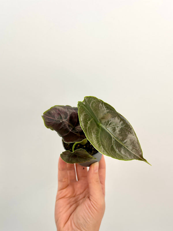 Alocasia Azlanii, Jewel Alocasia, Baby Plant
