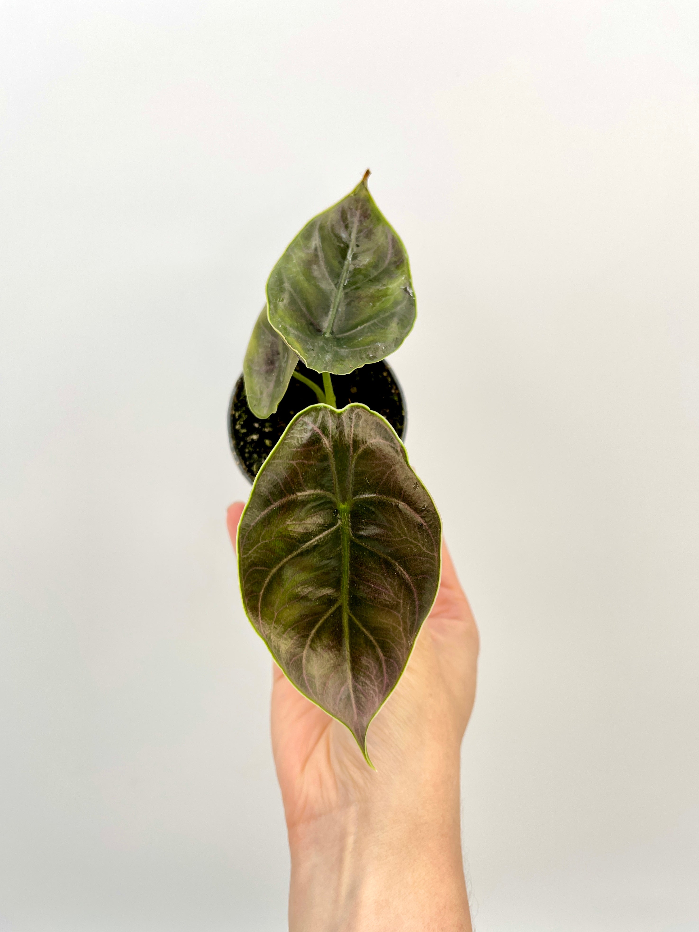 Alocasia Azlanii, Jewel Alocasia, Baby Plant