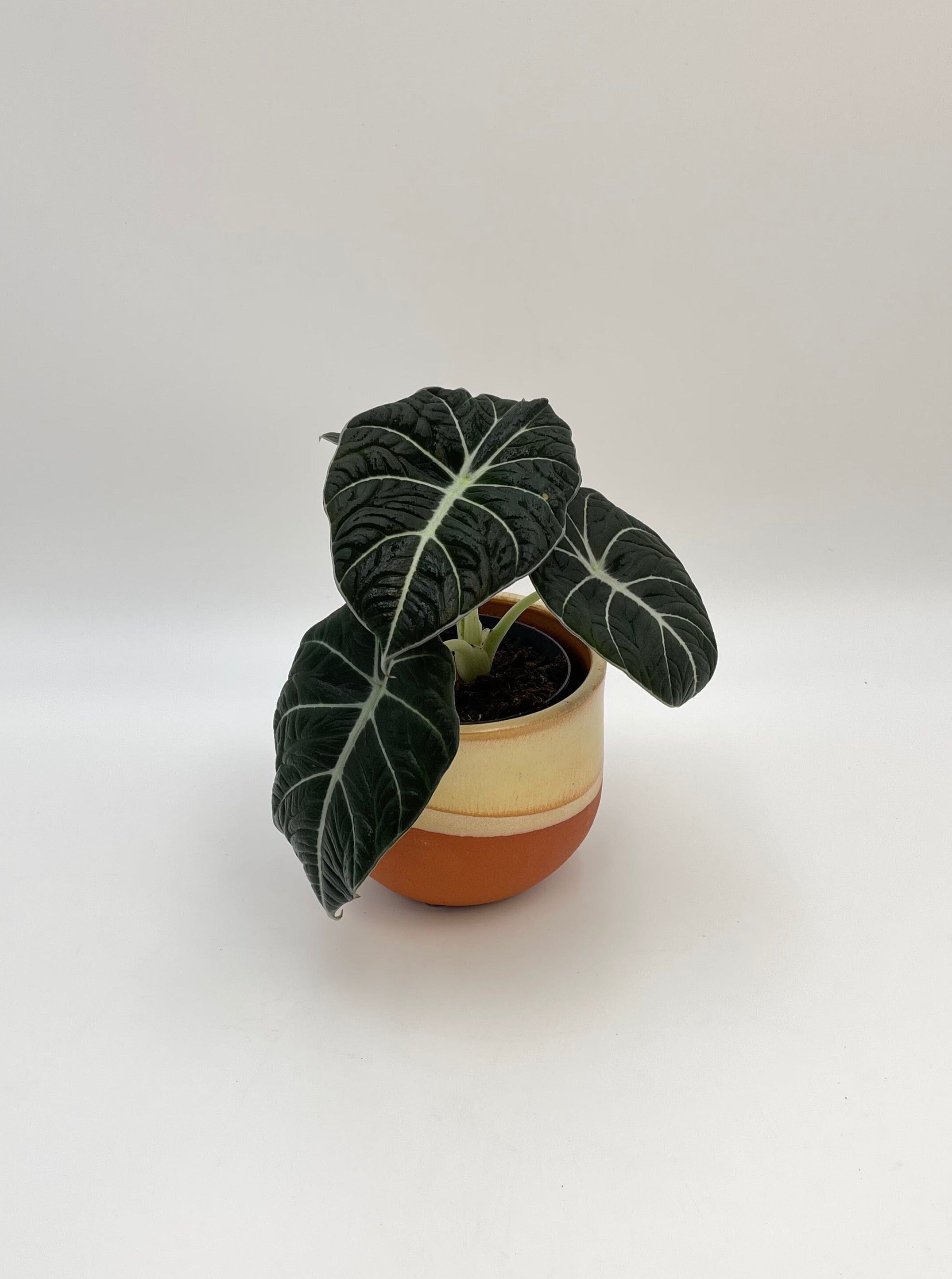 Alocasia Black Velvet, Alocasia Reginula