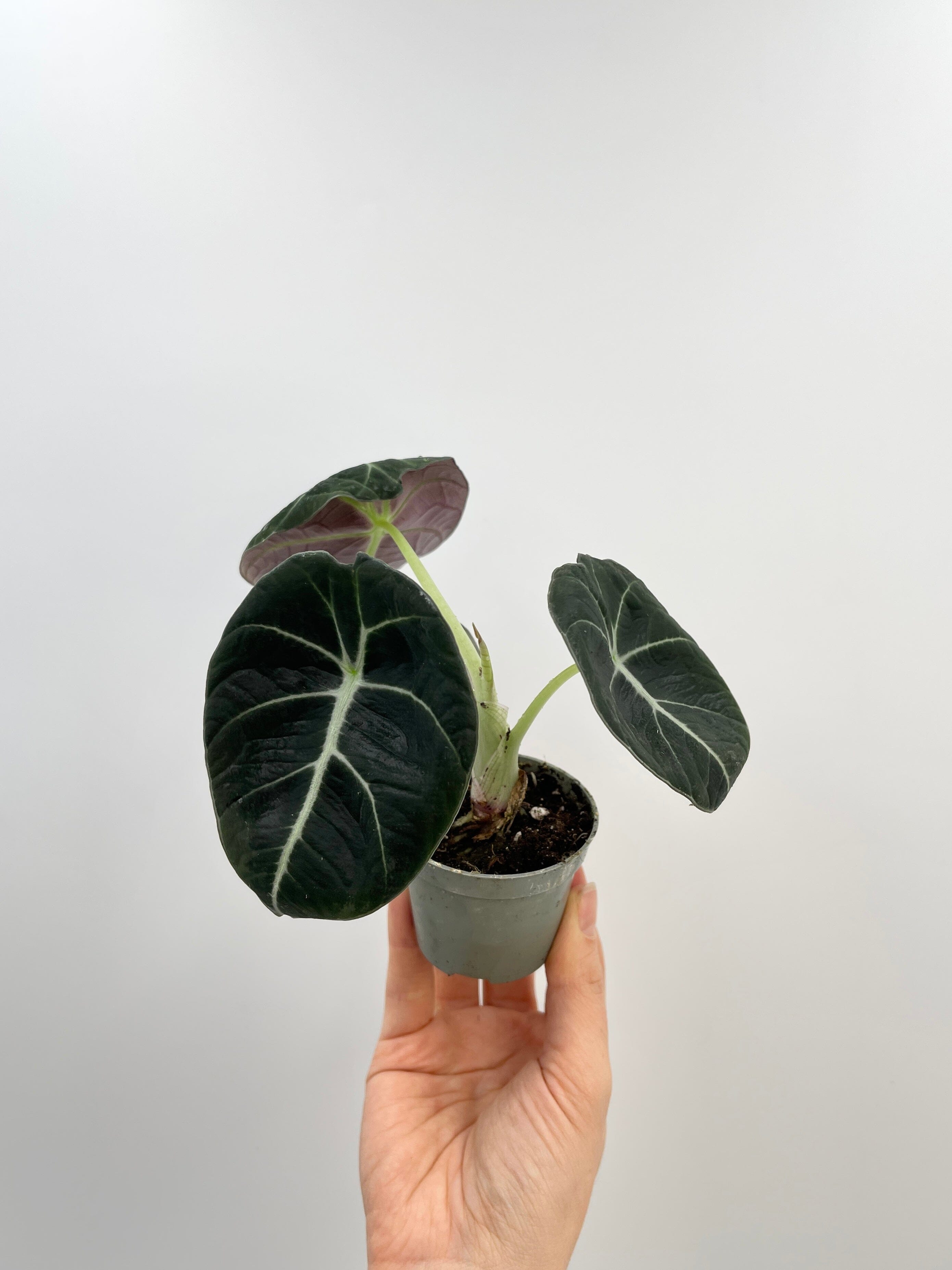 Alocasia Black Velvet, Alocasia Reginula