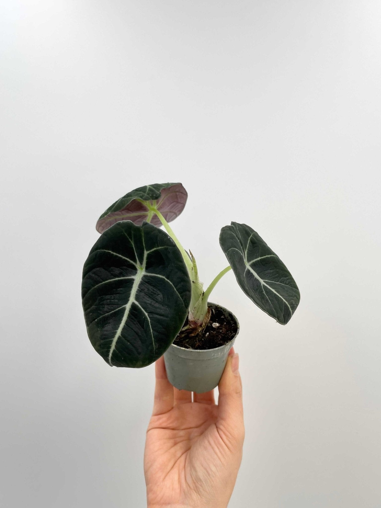 Alocasia Black Velvet, Alocasia Reginula, Rare Houseplant in Multiple Sizes