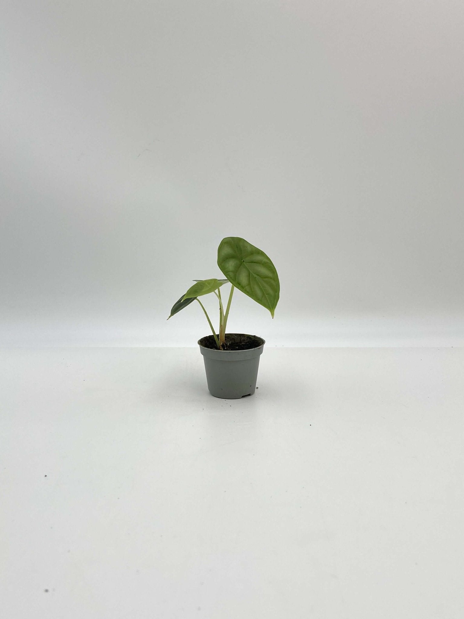 Alocasia Dragon Scale, Alocasia Baginda