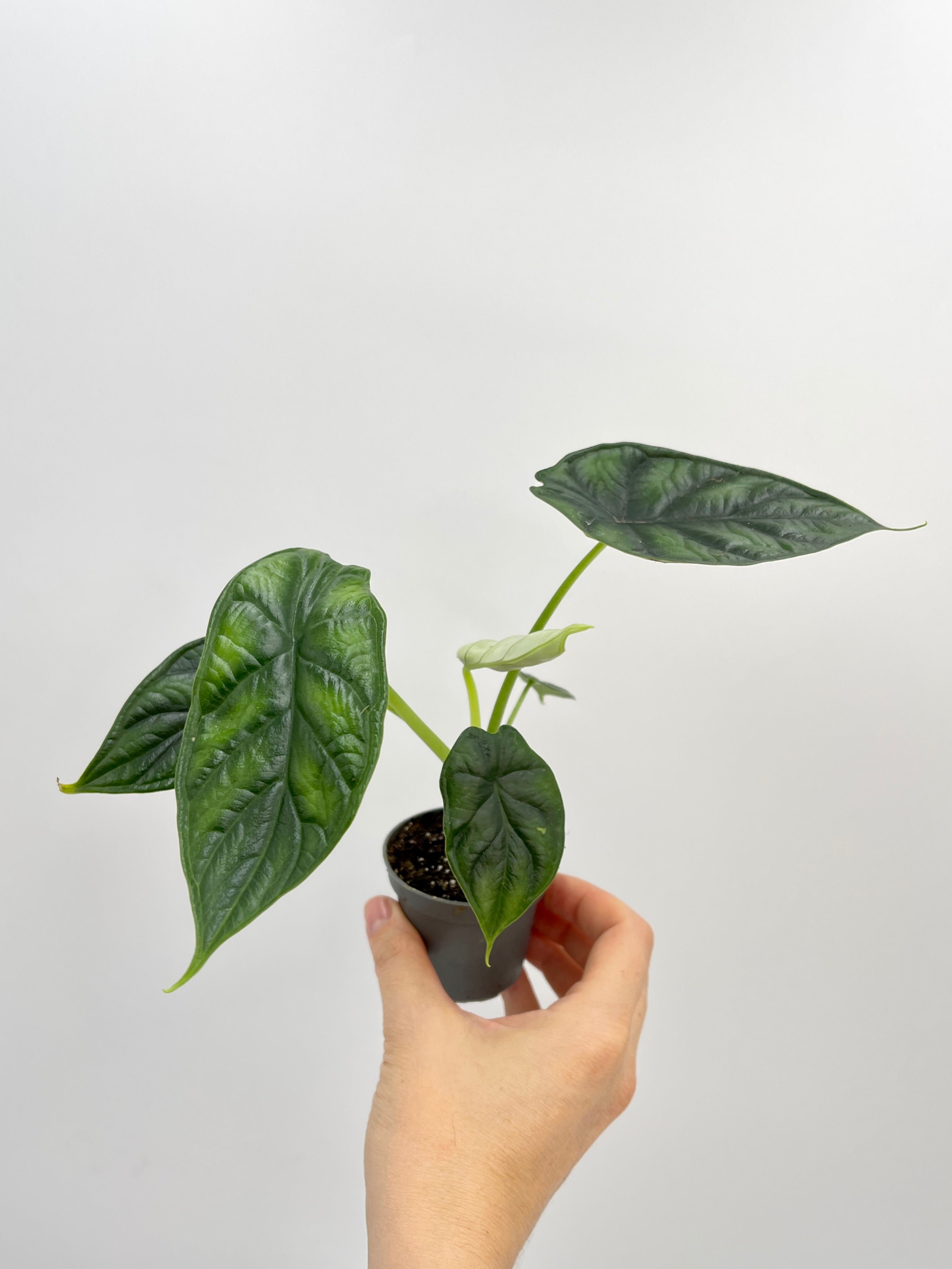 Alocasia Dragon Scale, Alocasia Baginda, Baby Plant