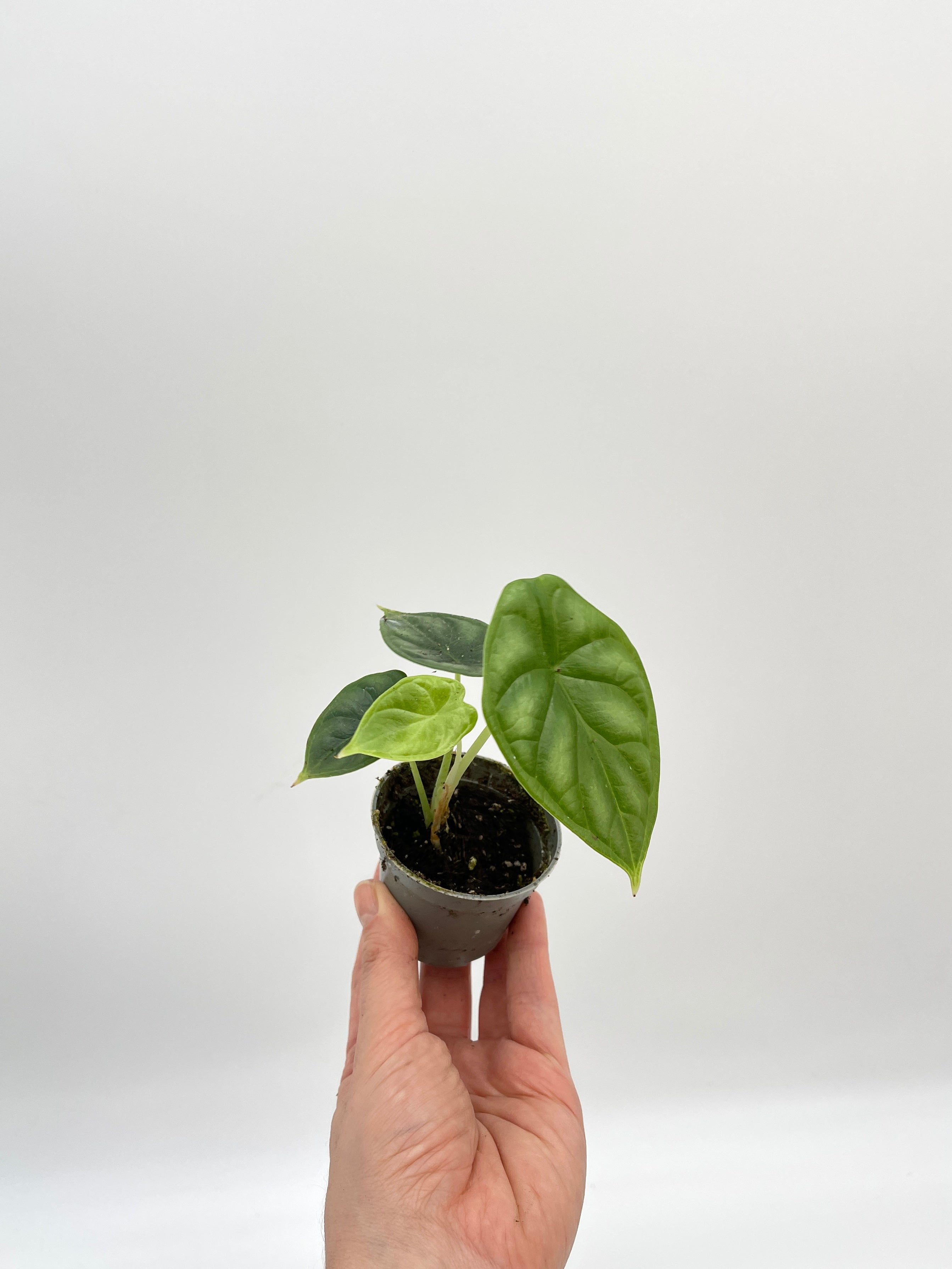 Alocasia Dragon Scale