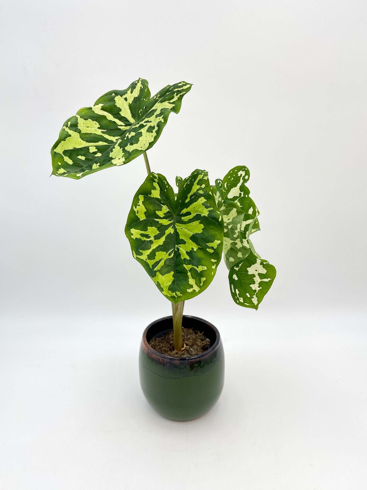Alocasia Hilo beauty, Caladium Praetermissum
