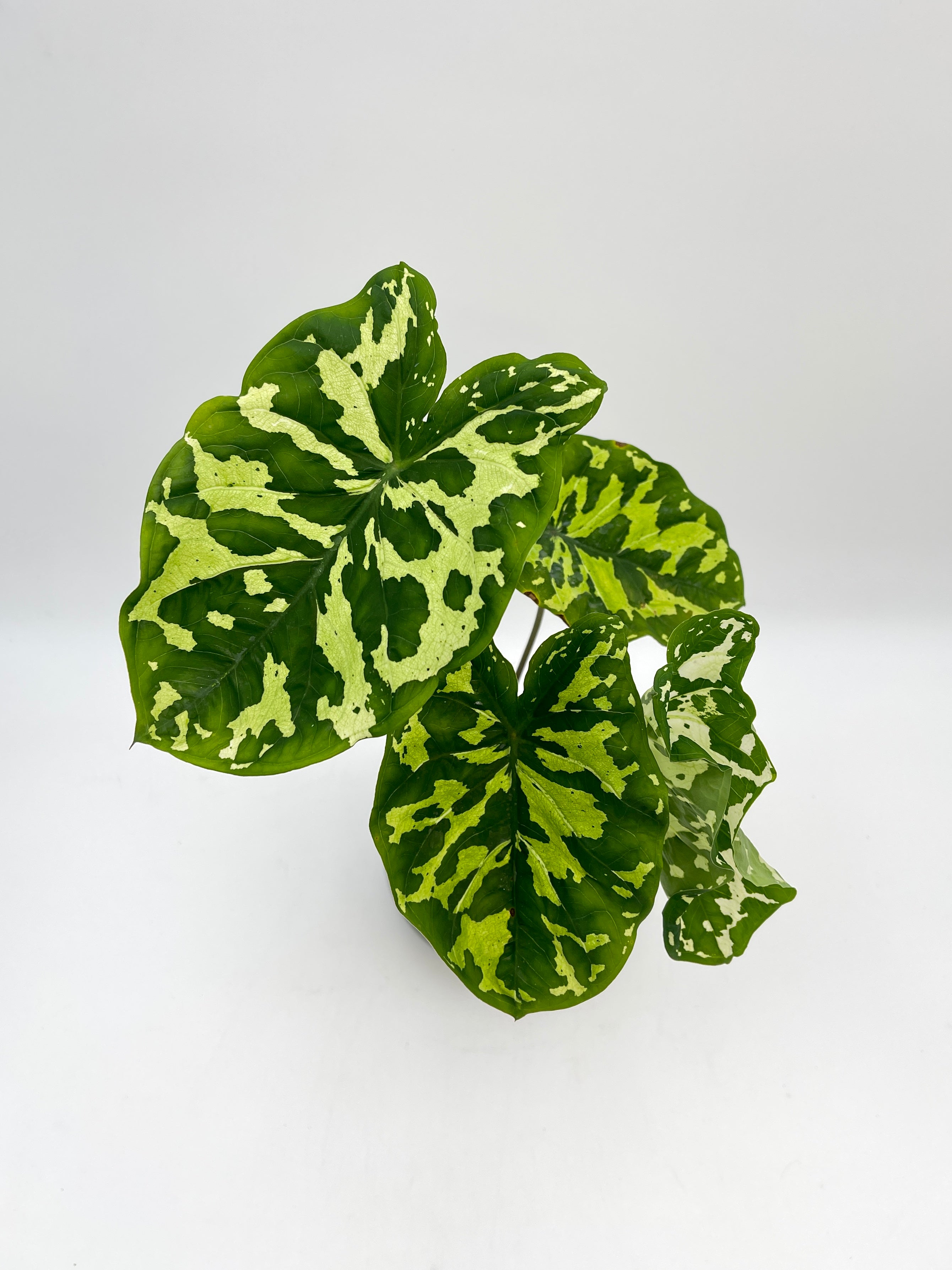 Alocasia Hilo beauty, Caladium Praetermissum