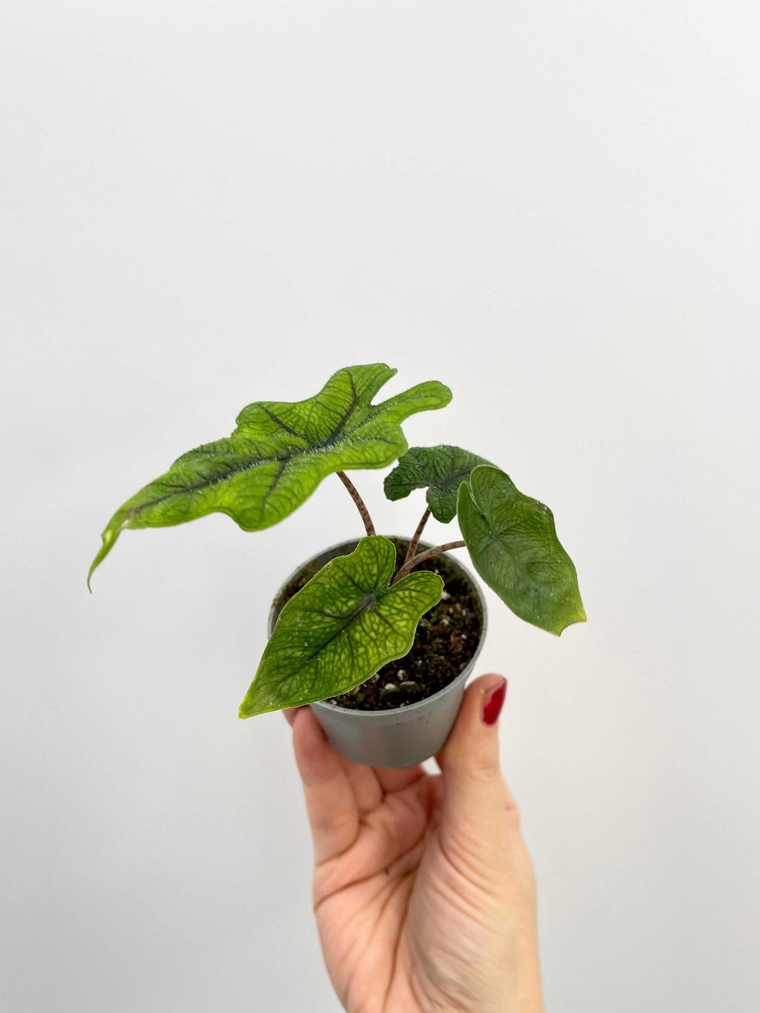 Alocasia Jacklyn, Rare Houseplant, Large Leaf