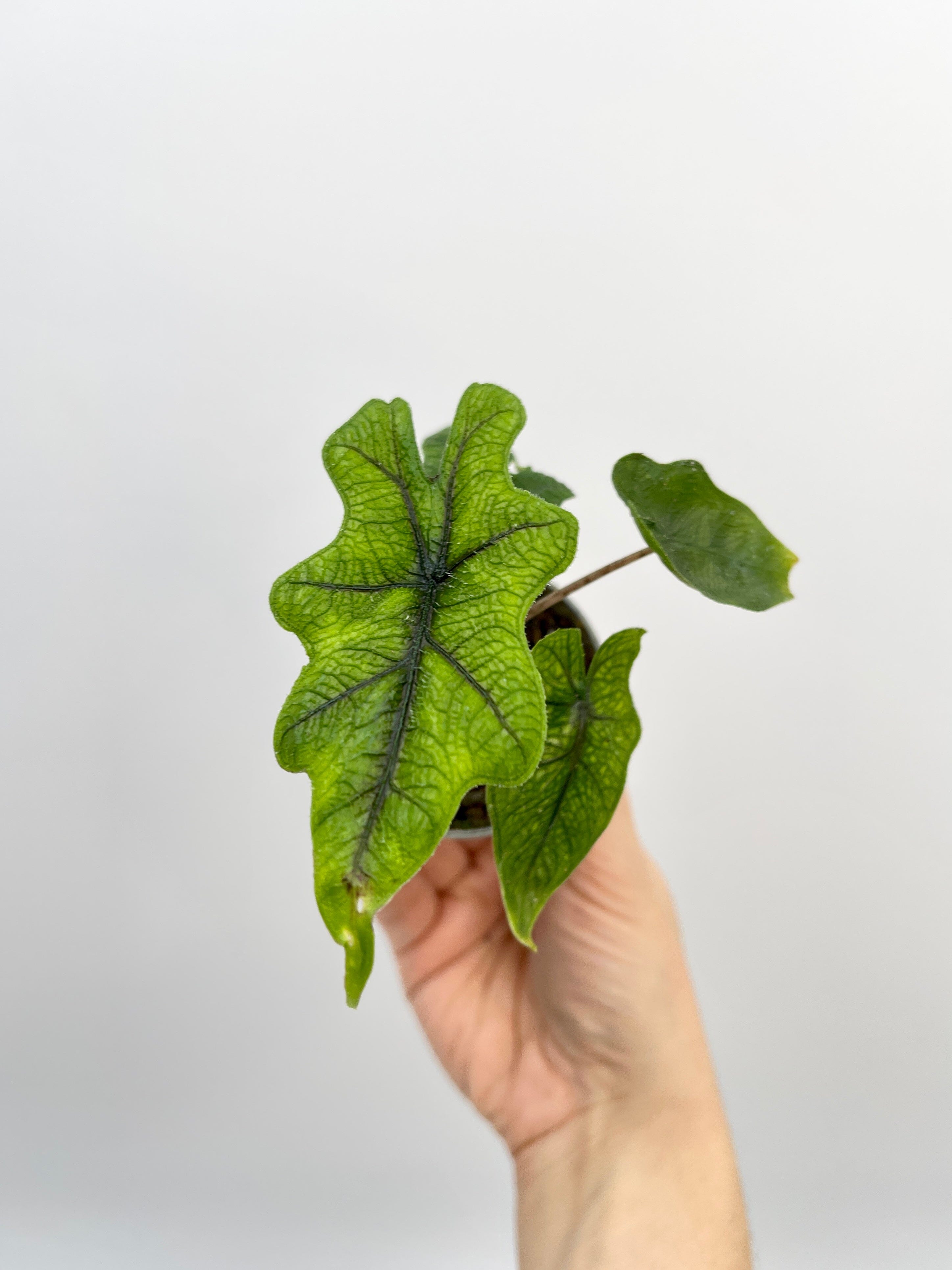 Alocasia Jacklyn