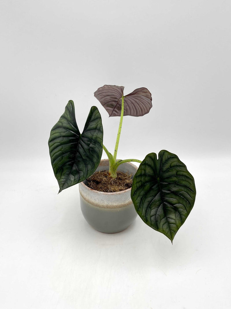 Alocasia Nebula Silver
