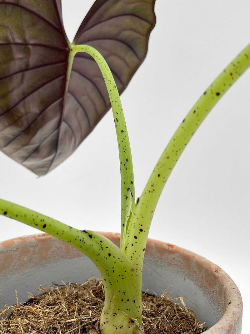 Alocasia Nebula Silver