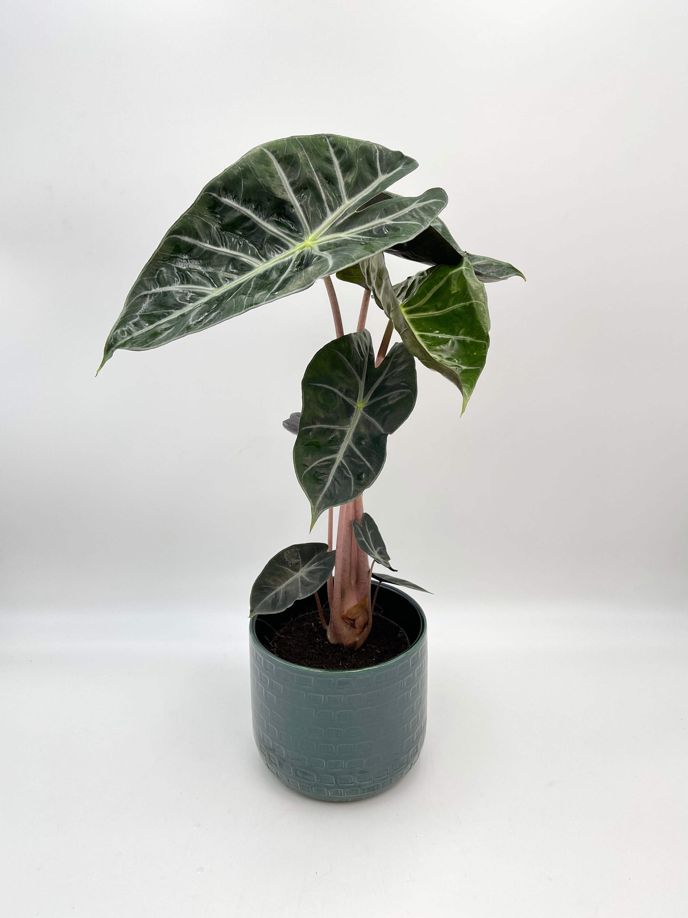 Alocasia Pink Dragon