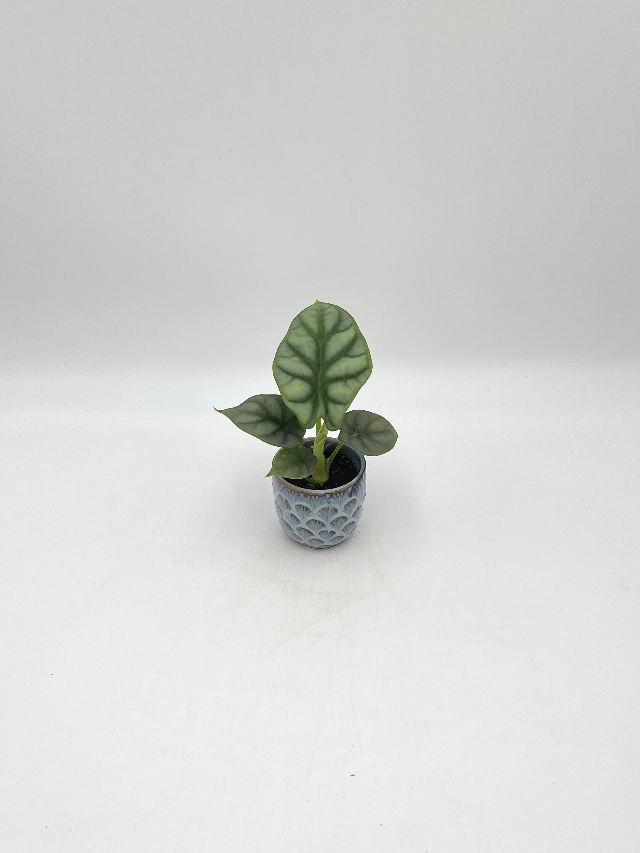 Alocasia Silver Dragon, Baby Plant