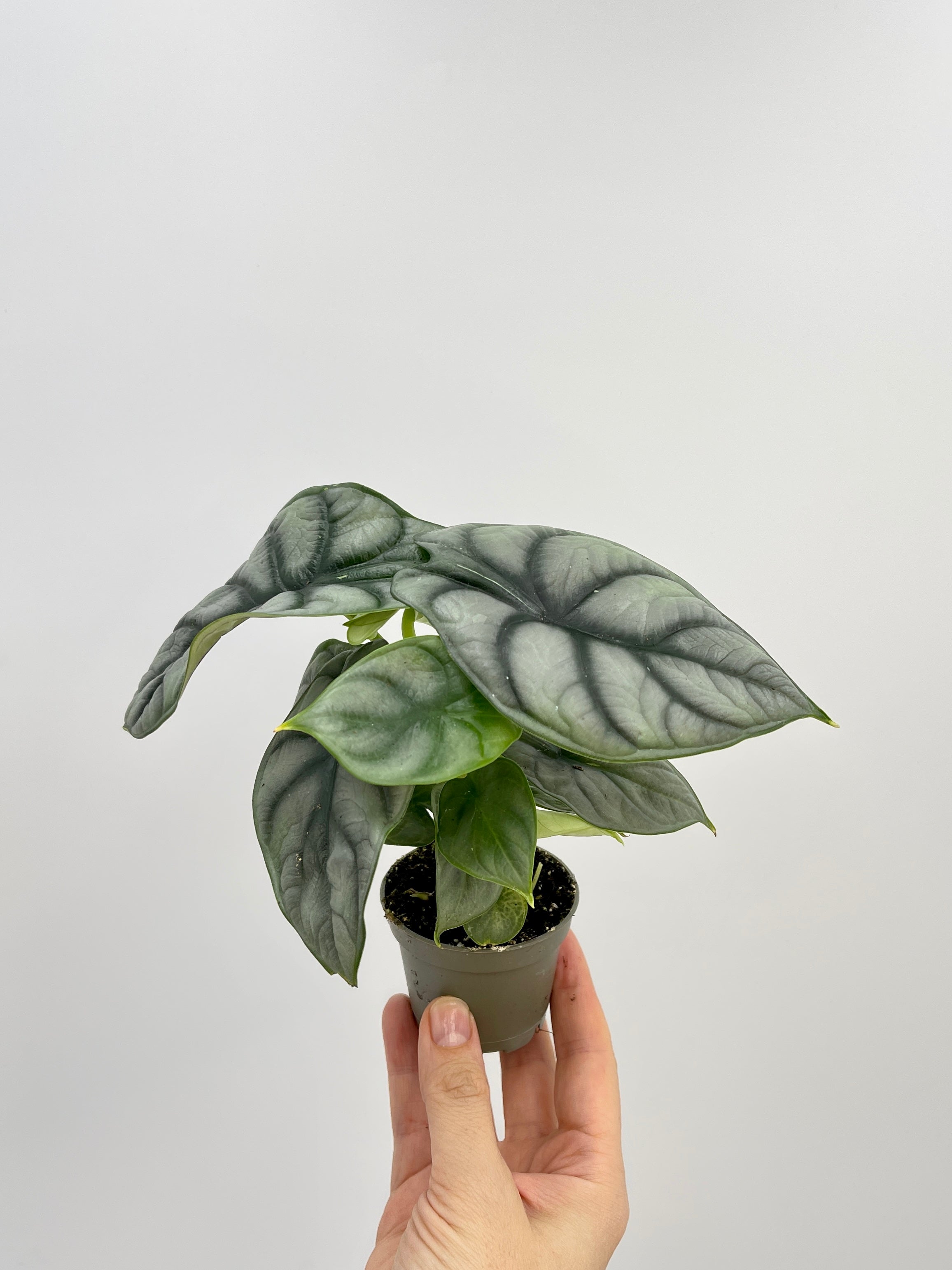 Alocasia Silver Dragon, Baby Plant