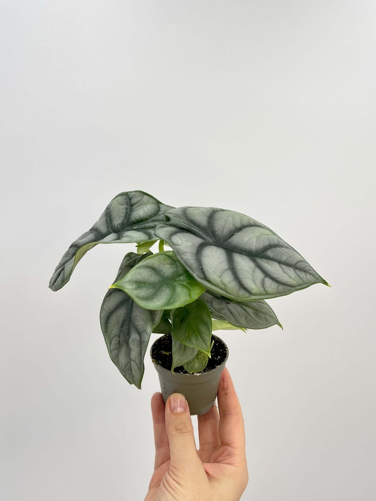 Alocasia Silver Dragon, Baby Plant, Indoor Plant