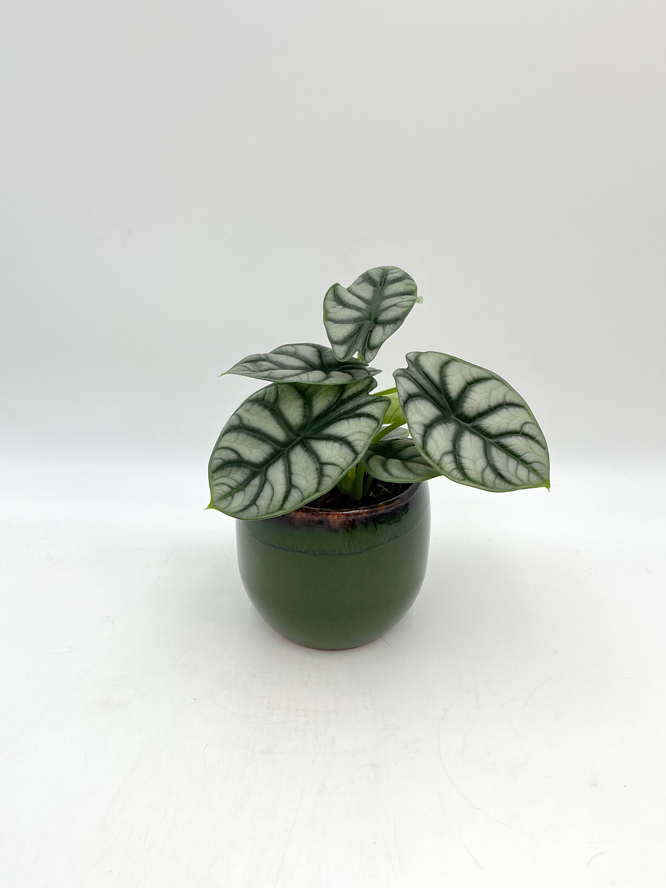 Alocasia Silver Dragon