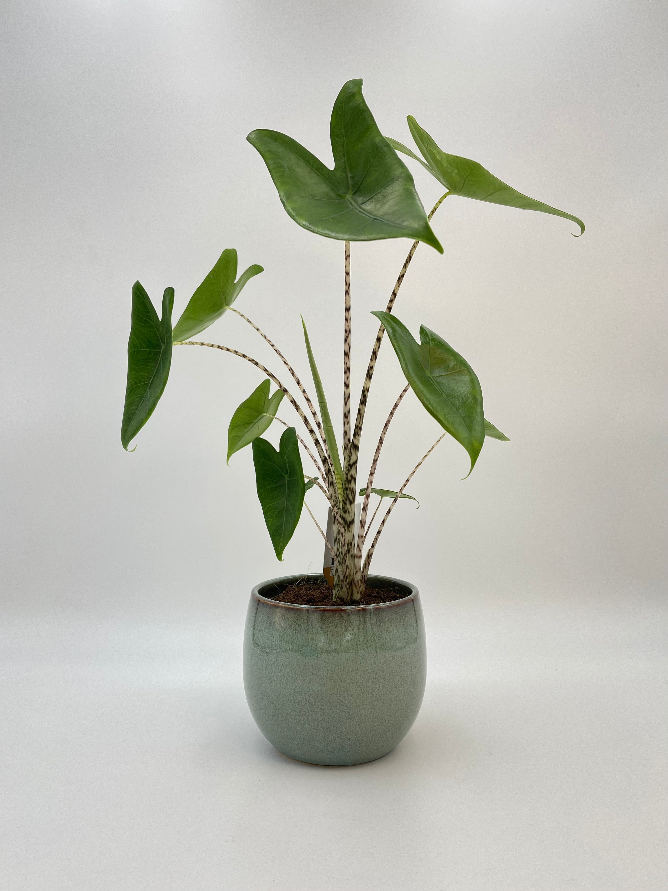 Alocasia Zebrina, Elephant Ear Plant