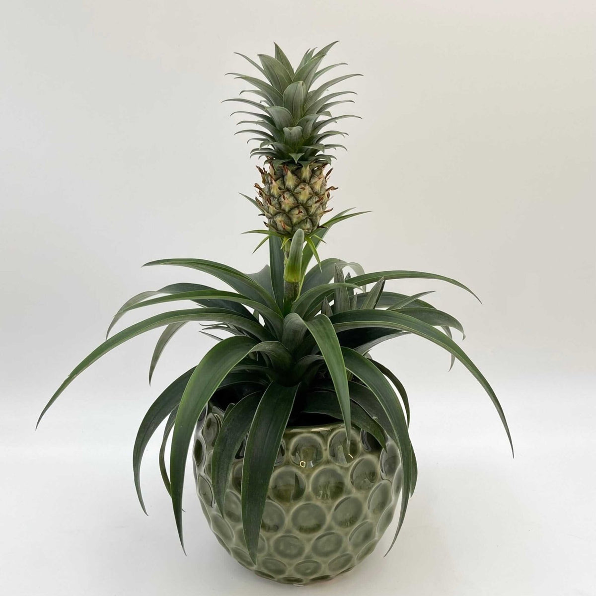 Planta de la Piña - Ananas comosus 'Mi Amigo' - Altura 35-45cm - ⌀12cm Planta de la Piña - Ananas comosus 'Mi Amigo' - Altura 35-45cm - ⌀12cm