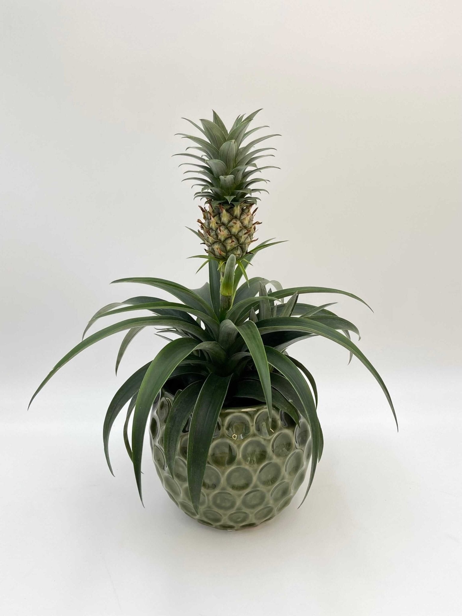 pineapple plant asda Ananas Comosus Amigo, Evergreen Pineapple Plant