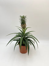 Ananas comosus Amigo, Evergreen Pineapple Plant