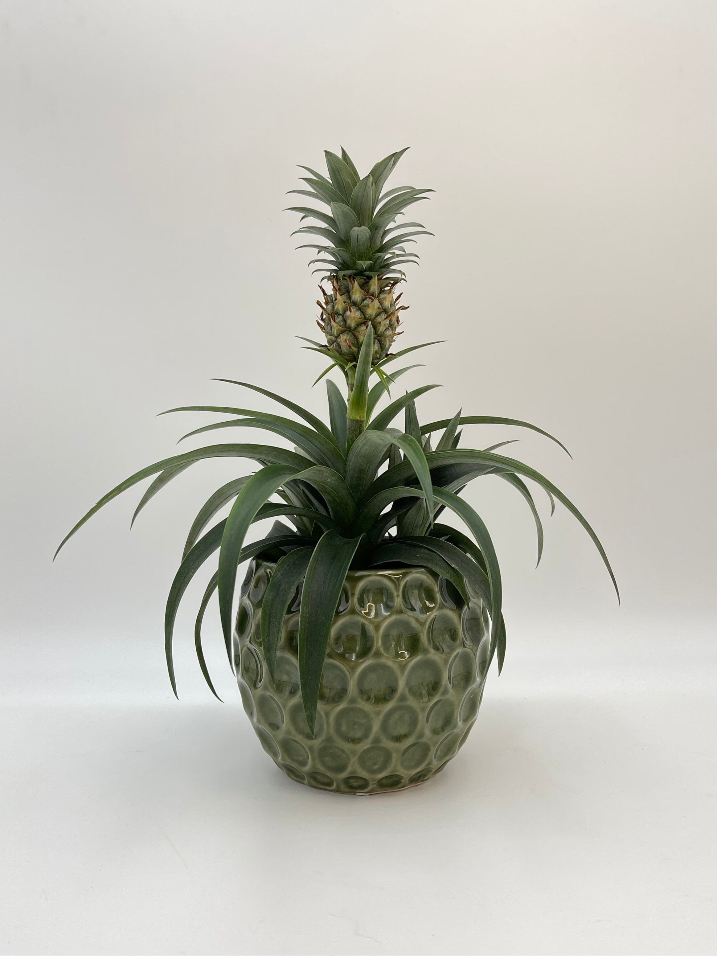 Ananas comosus Amigo, Evergreen Pineapple Plant