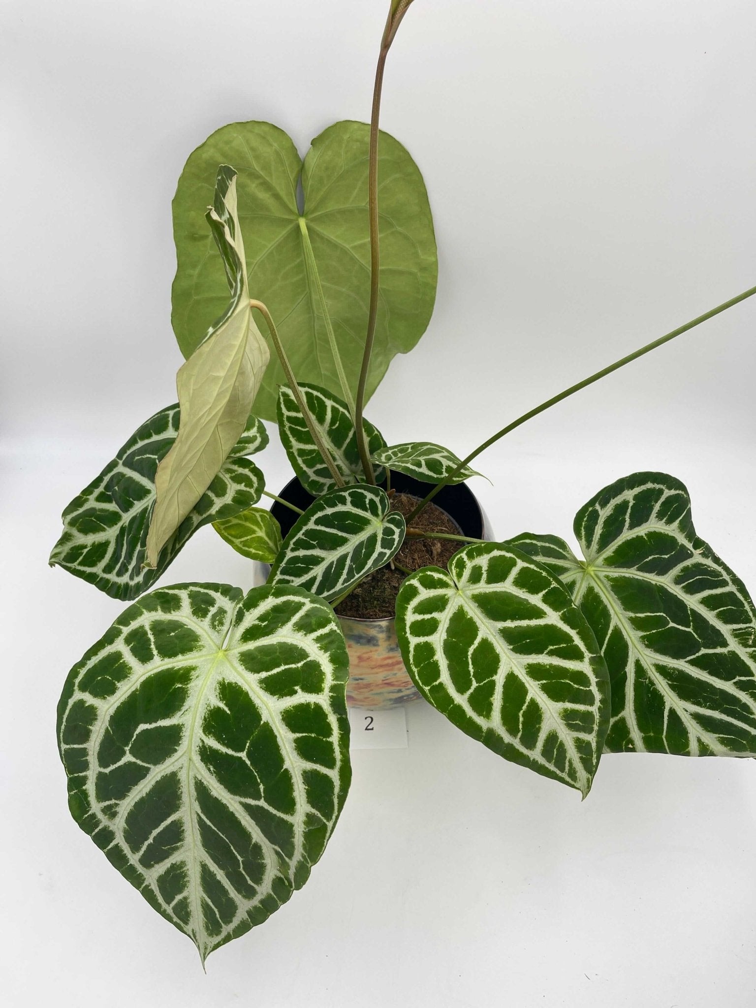 Anthurium Crystallinum, 17cm pot