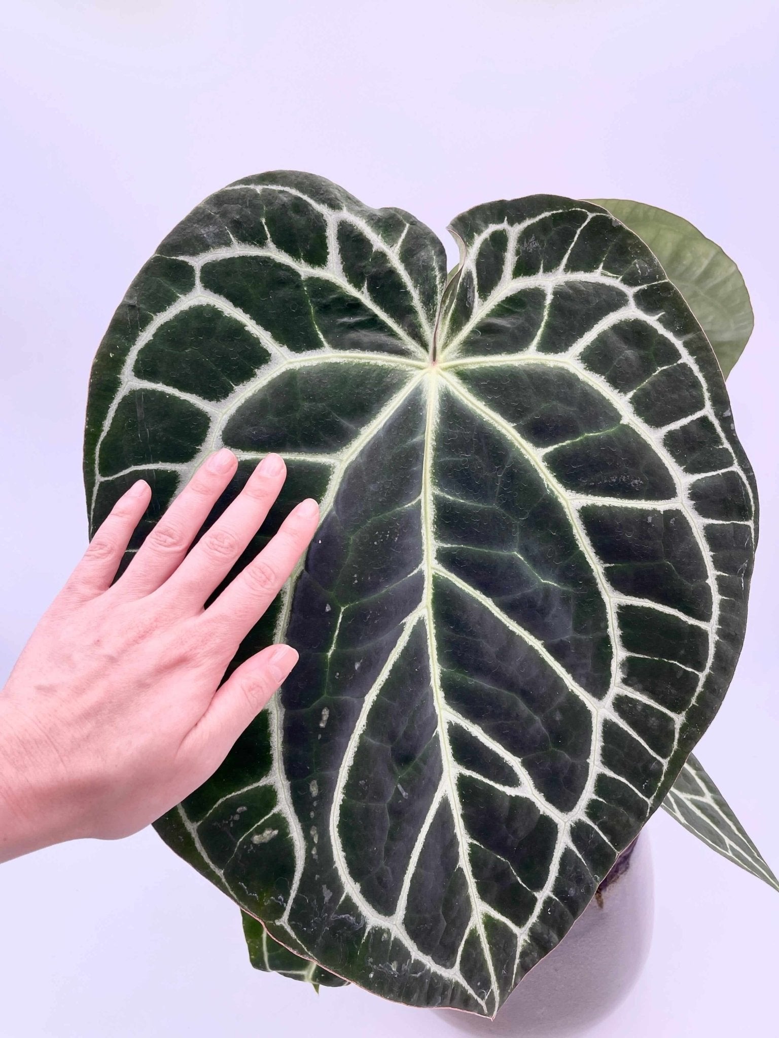 Anthurium Crystallinum, 17cm pot, XL
