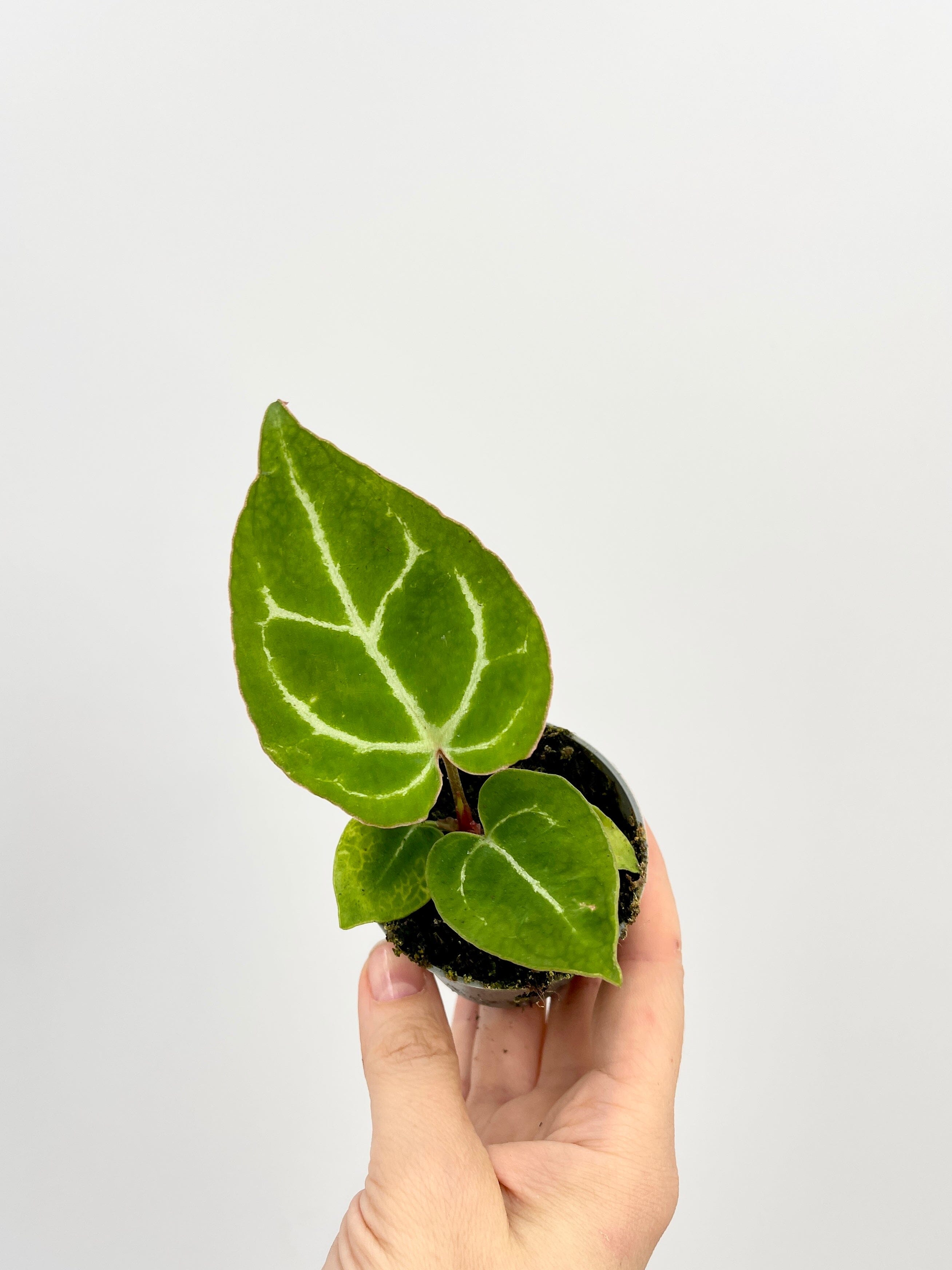 Anthurium Crystallinum, Baby Plant