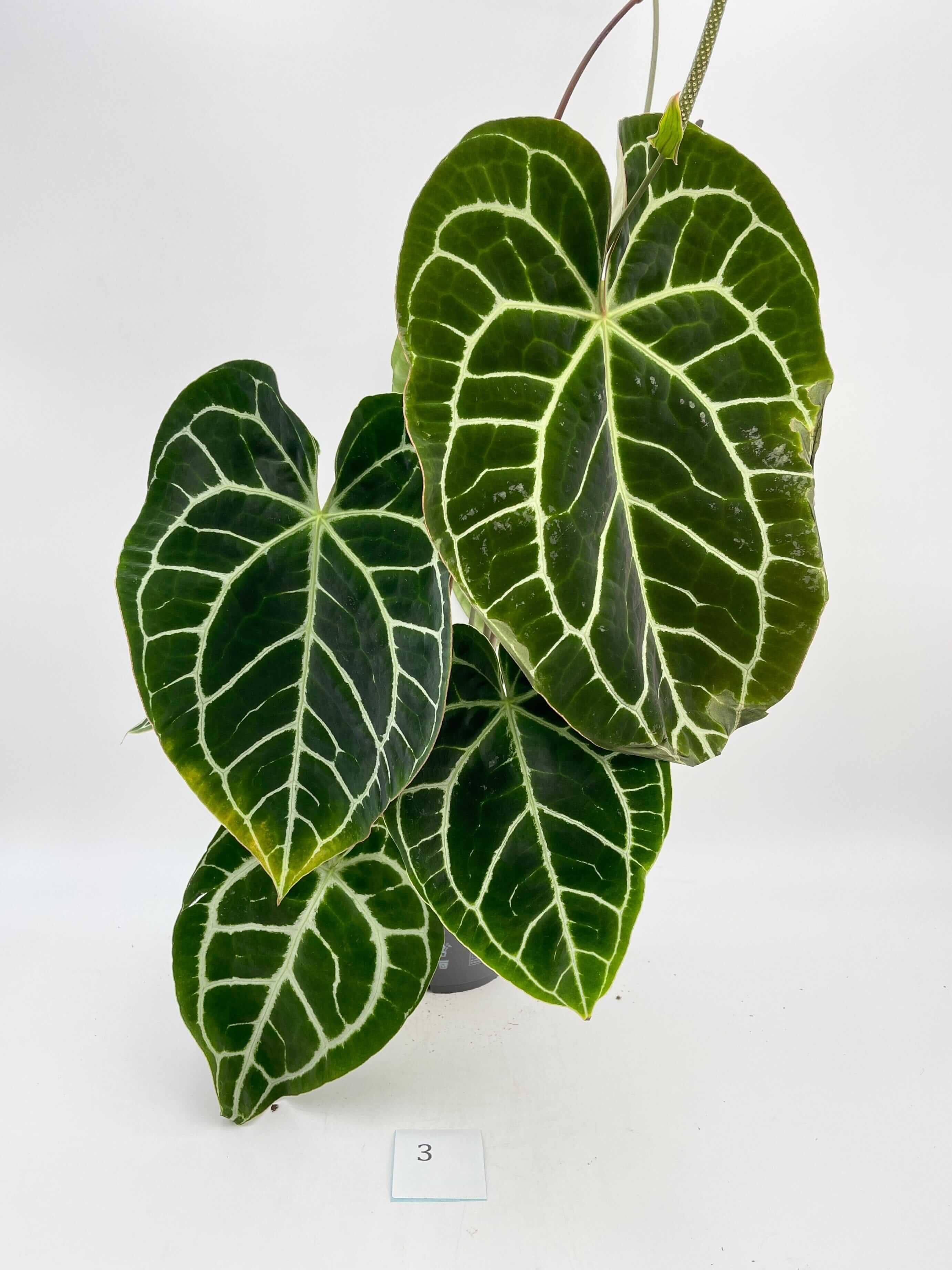 Anthurium Crystallium Hybride Compact main image 0