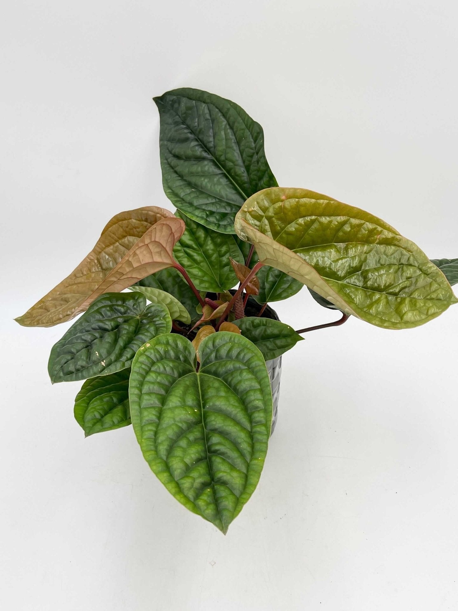 Anthurium Radicans x Luxurians hybrid