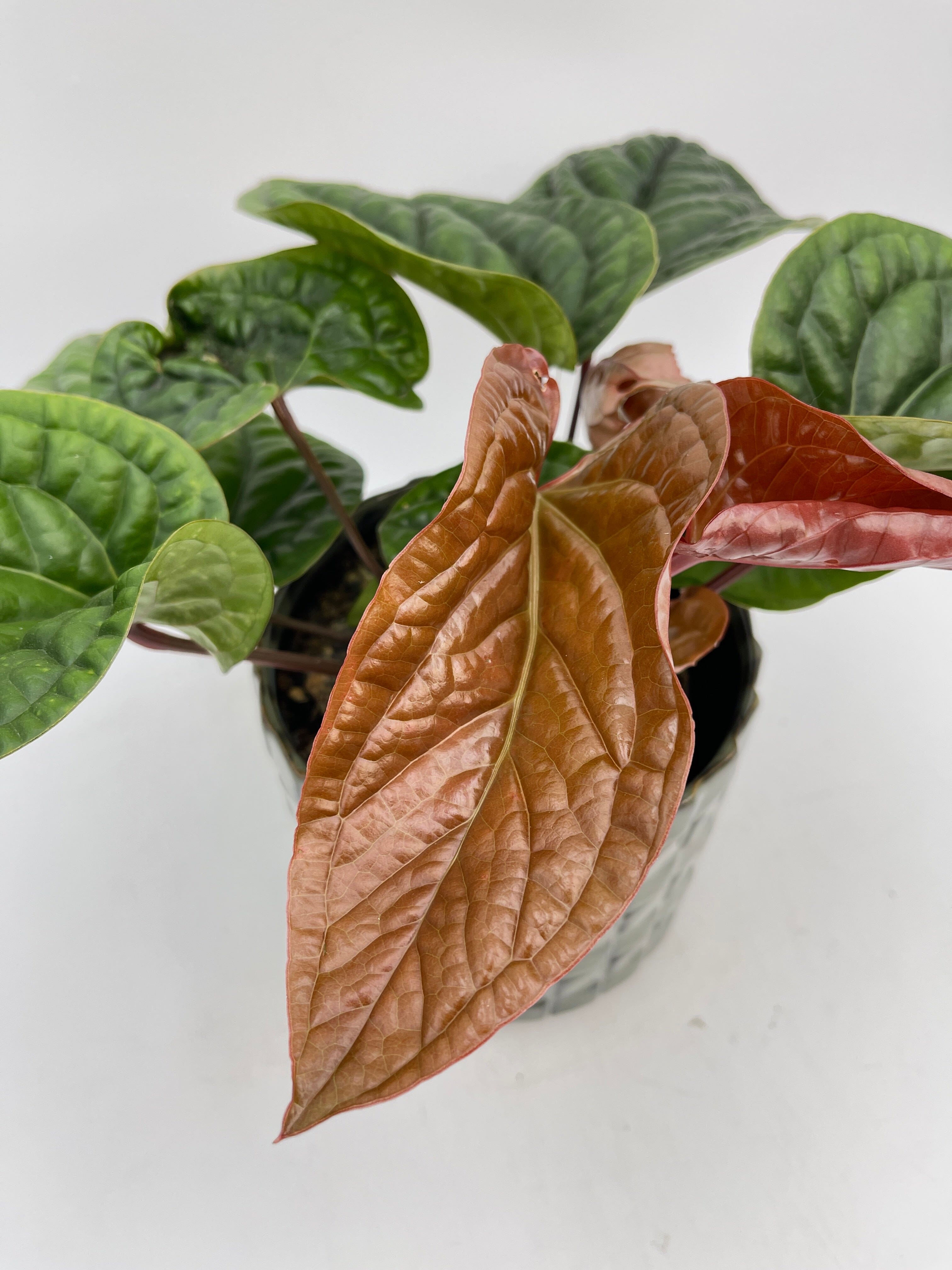 Anthurium Radicans x Luxurians hybrid