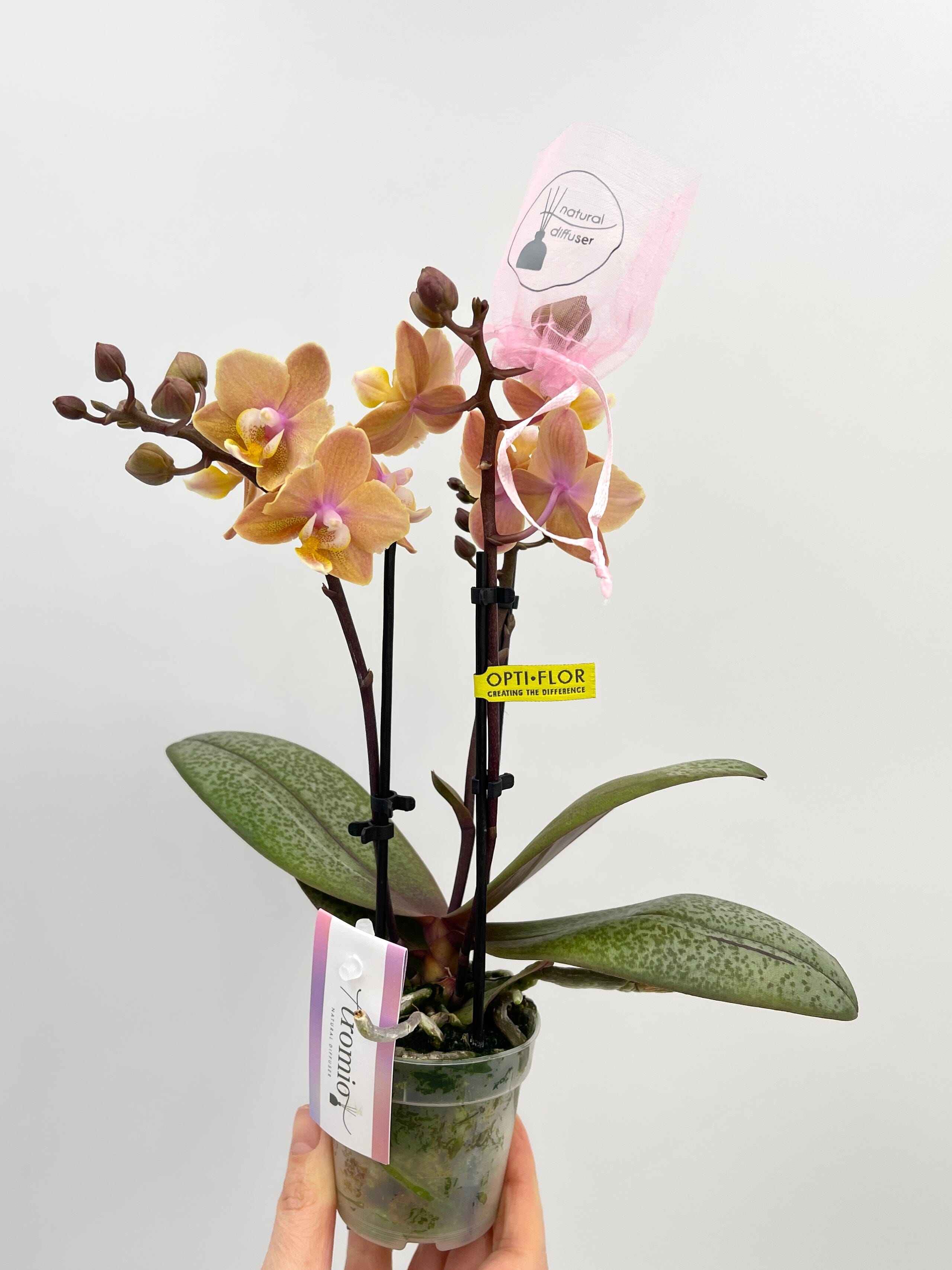 Aromio Scented Phalaenopsis Miniature Orchids