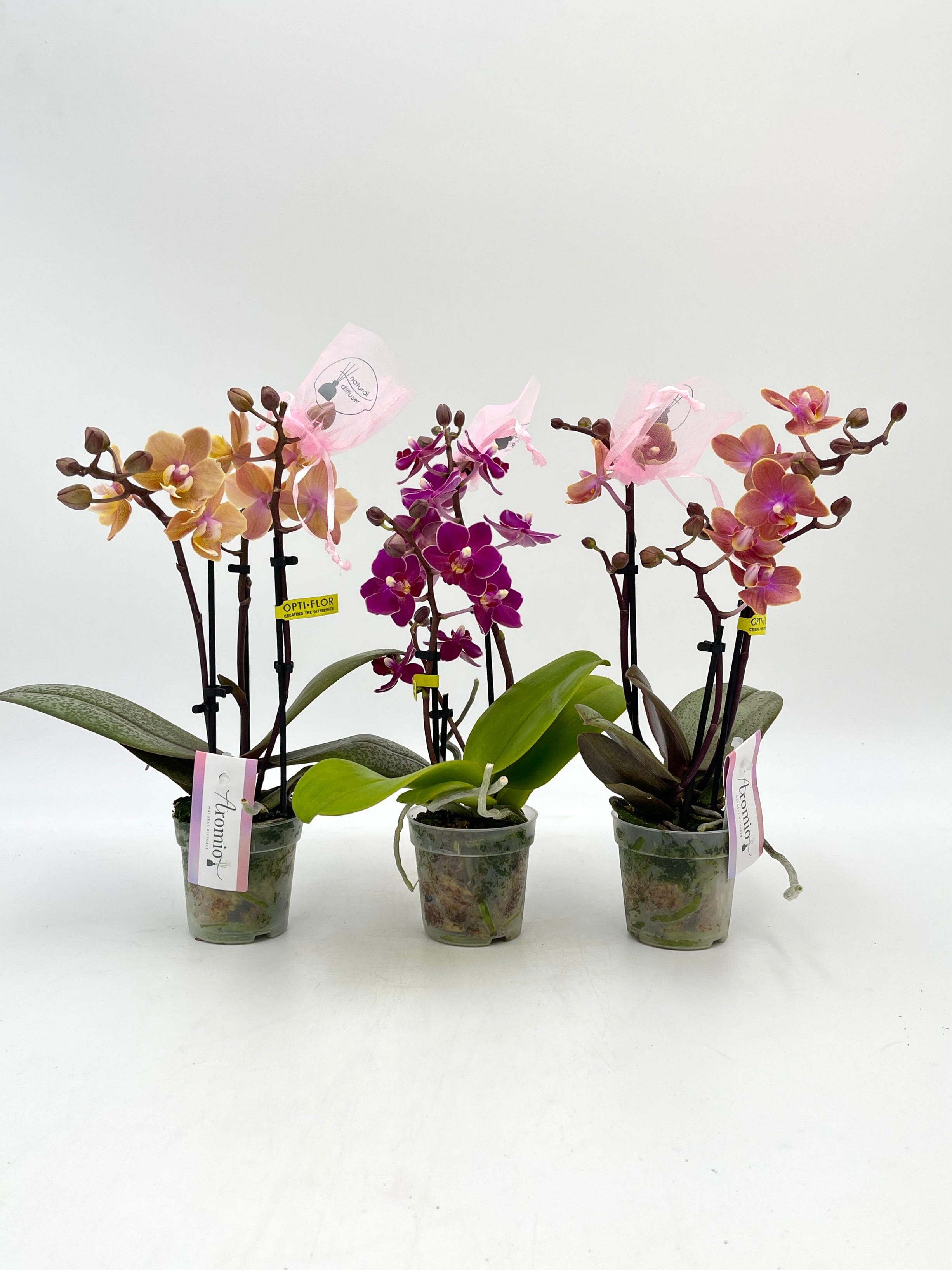 Aromio Scented Phalaenopsis Miniature Orchids