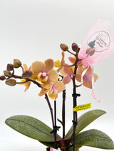 Aromio Scented Phalaenopsis Miniature Orchids