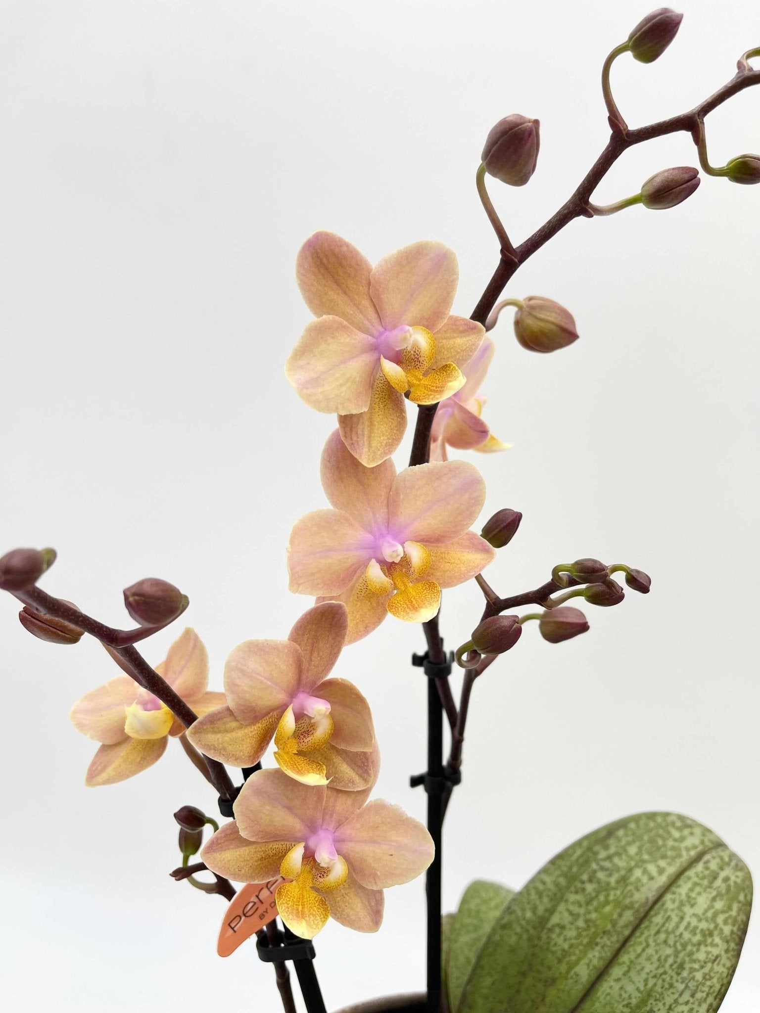 Aromio Scented Phalaenopsis Orchid, Perfíum Scention