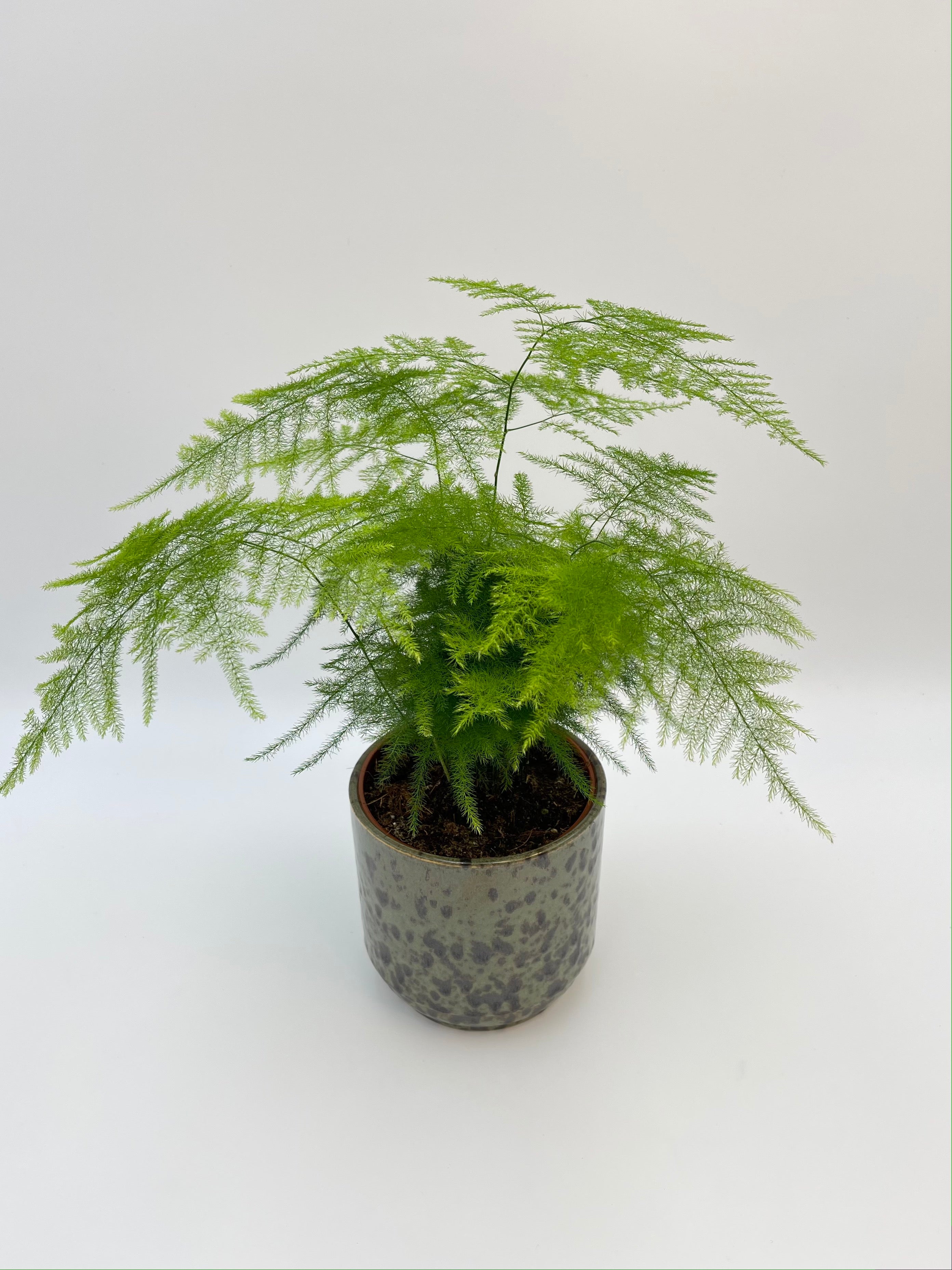 Asparagus Fern