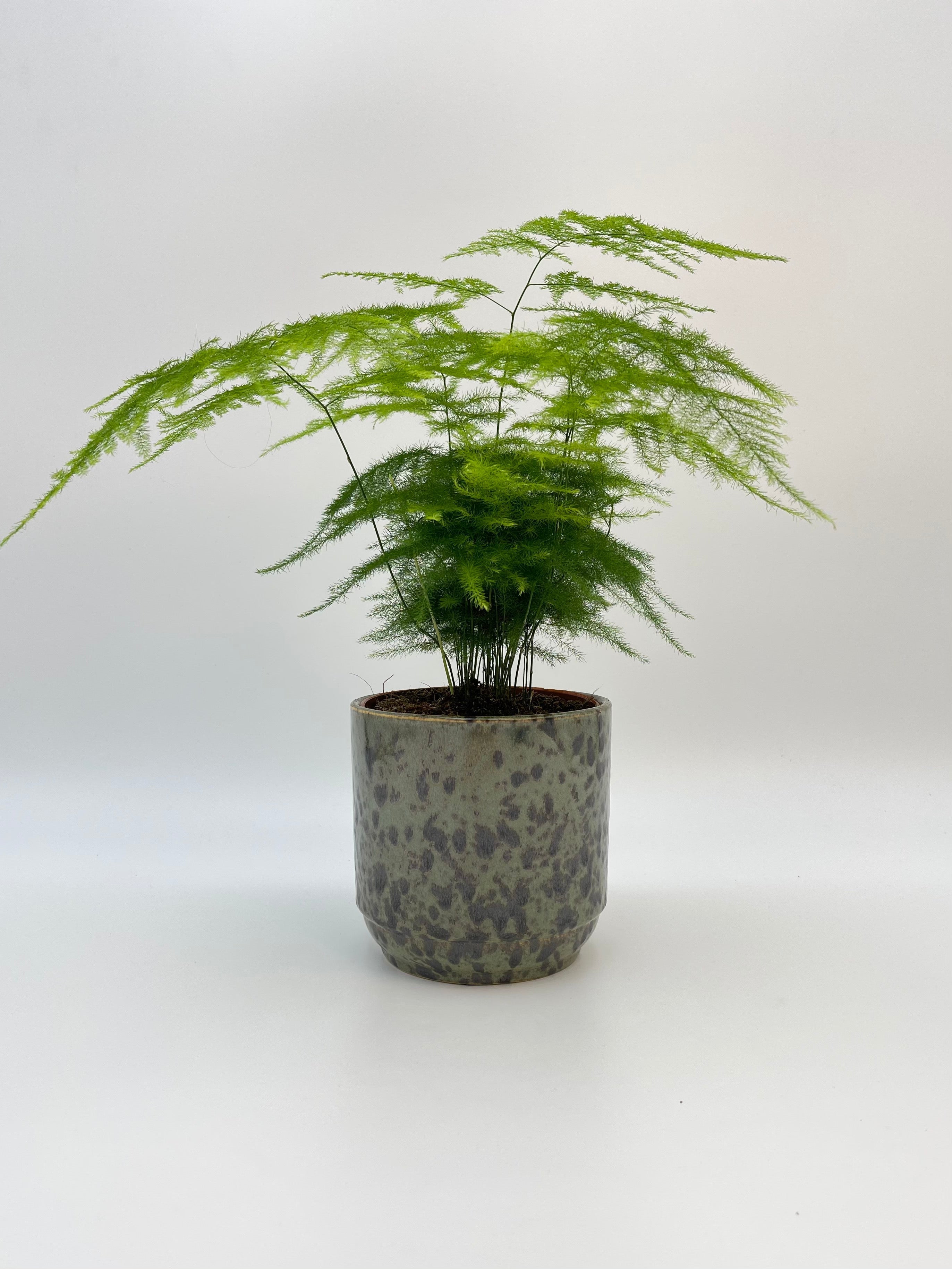 Asparagus Fern