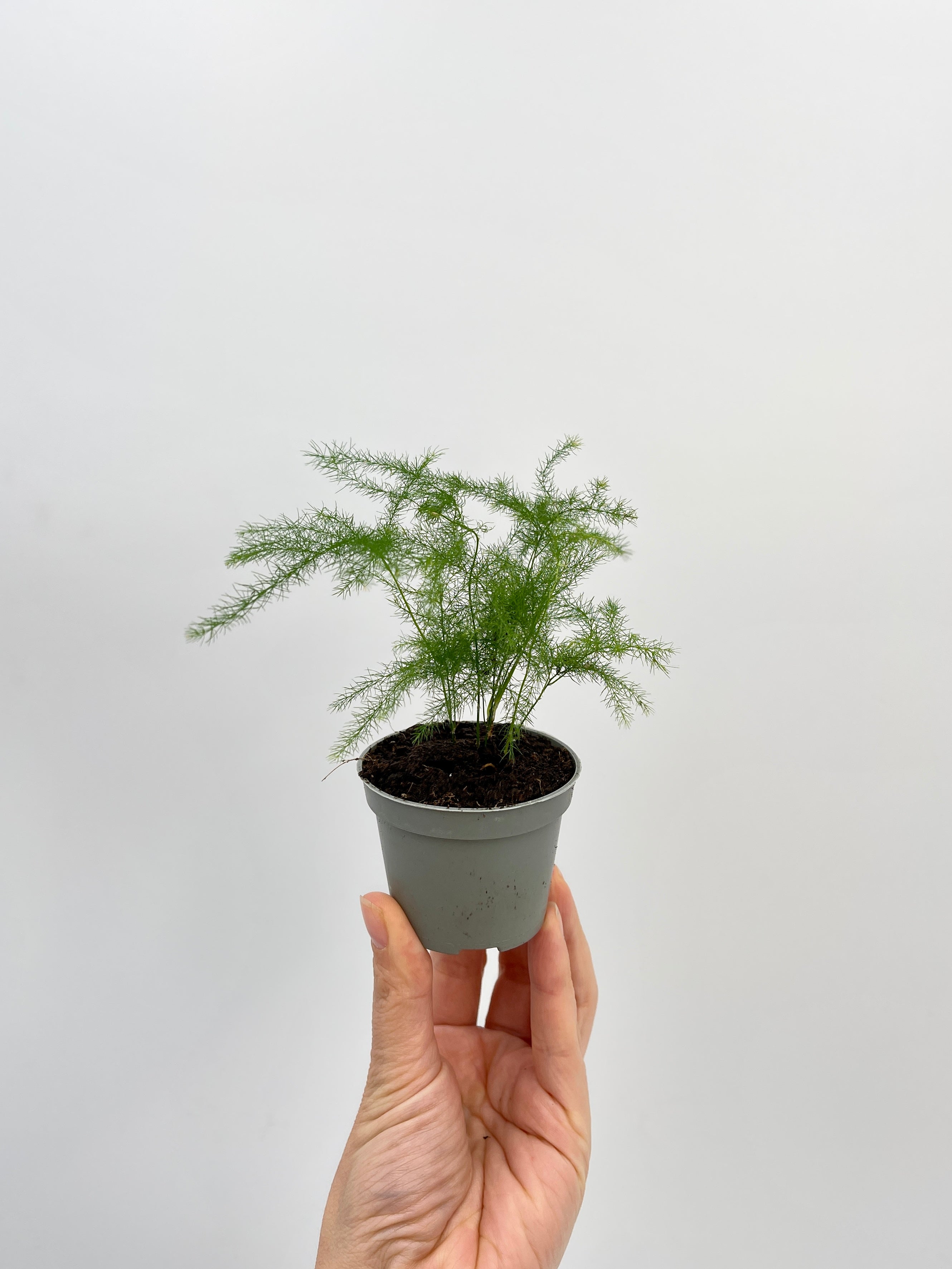 Asparagus Fern