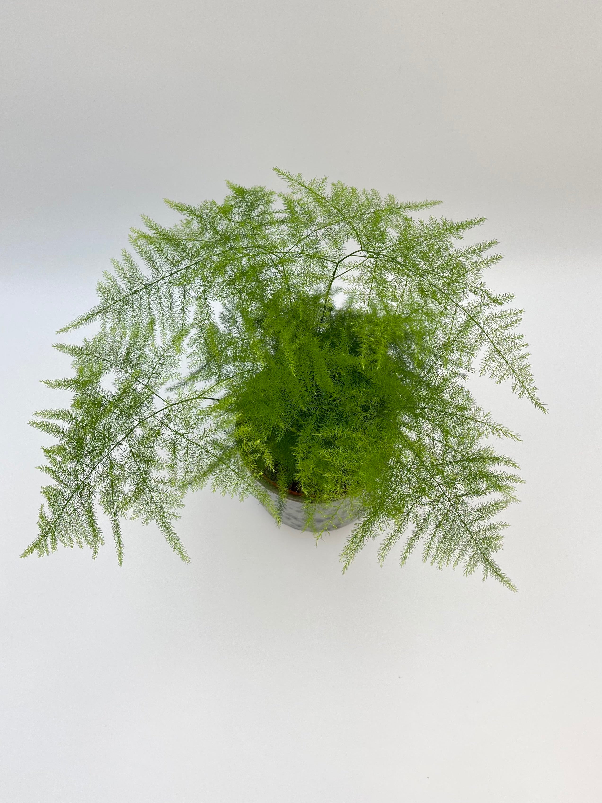 Asparagus Fern