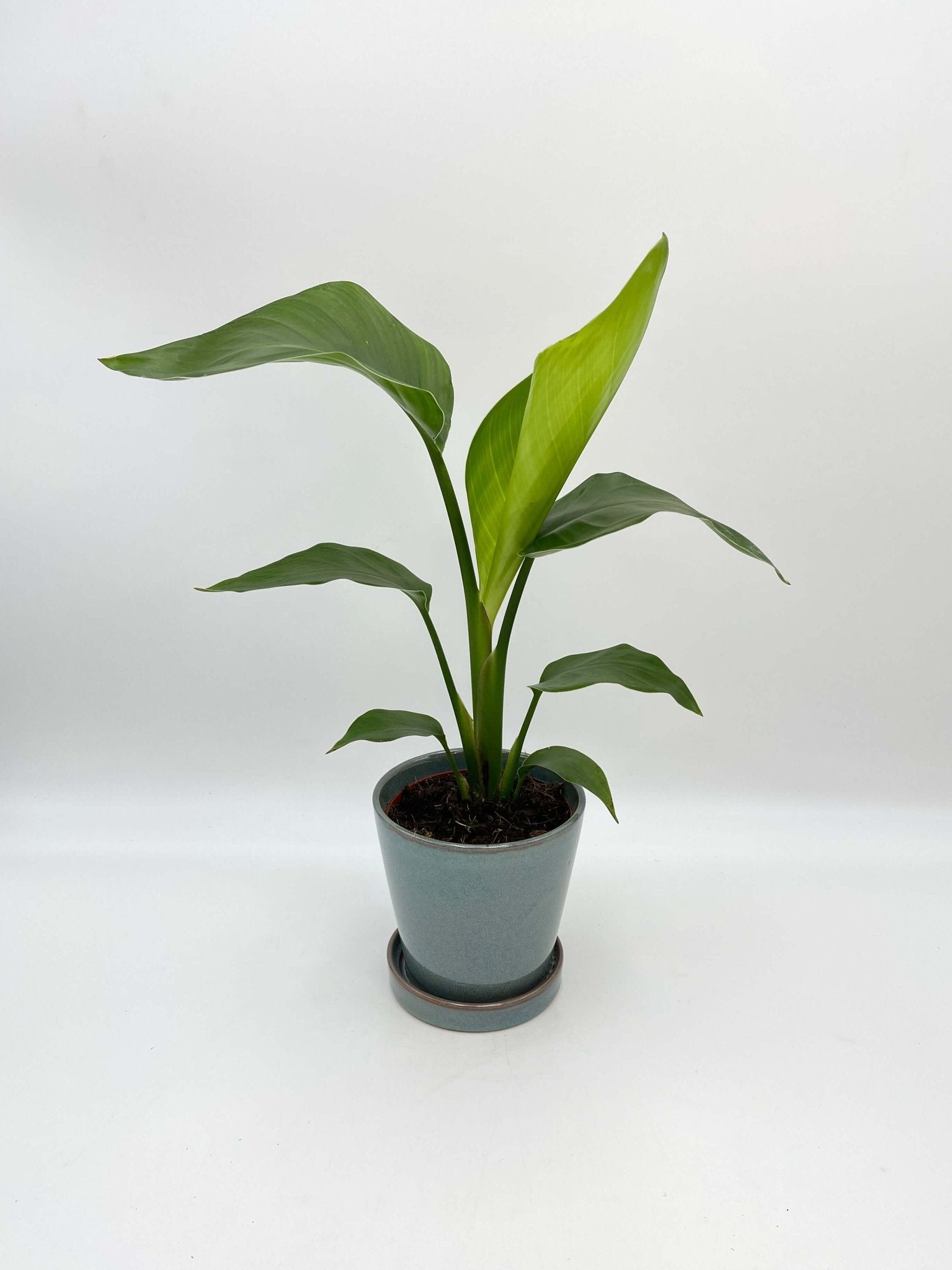 Bird of Paradise Plant - Strelitzia Reginae - Large Leaf Indoor Plant