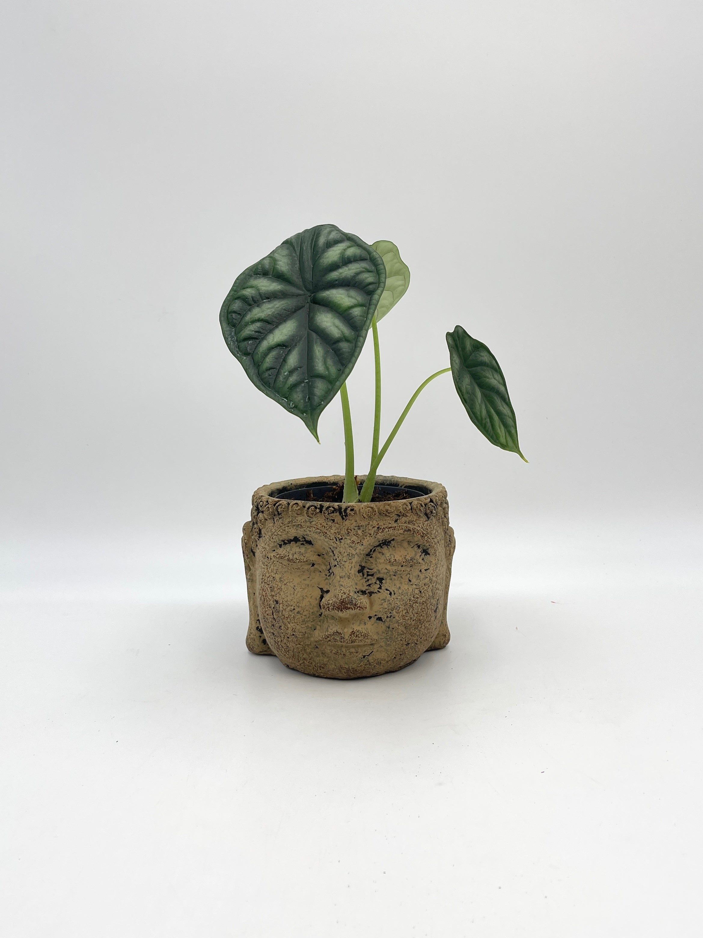 Buddha Camel Indoor Plant Pot, D13cm