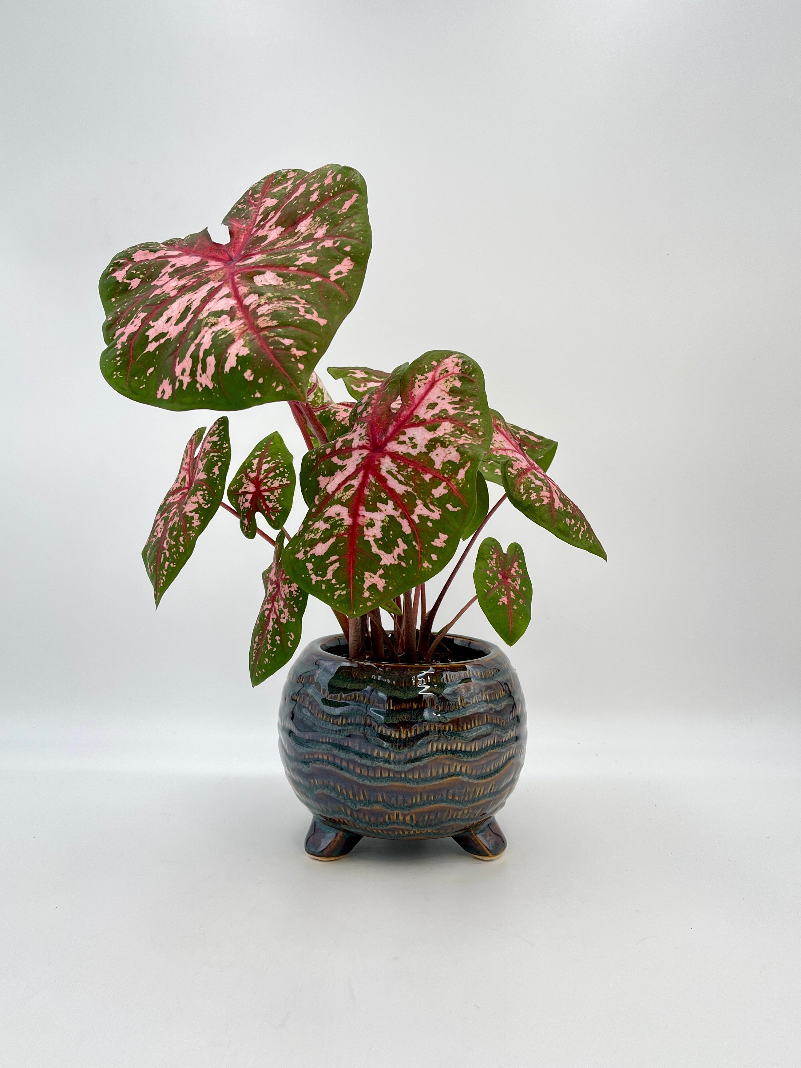 Caladium Carolyn Whorton, Angel Wings Plant