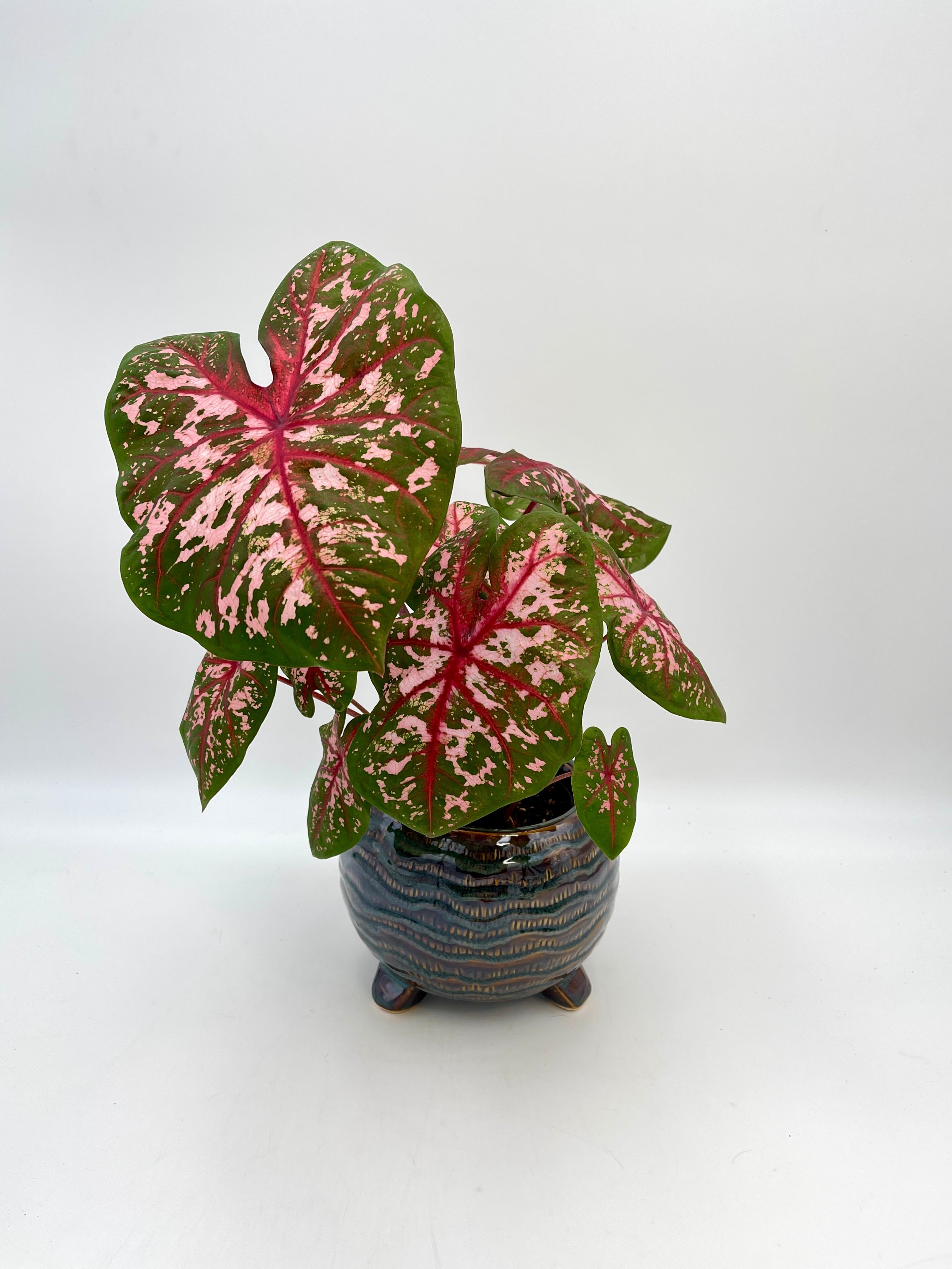 Caladium Carolyn Whorton, Angel Wings Plant