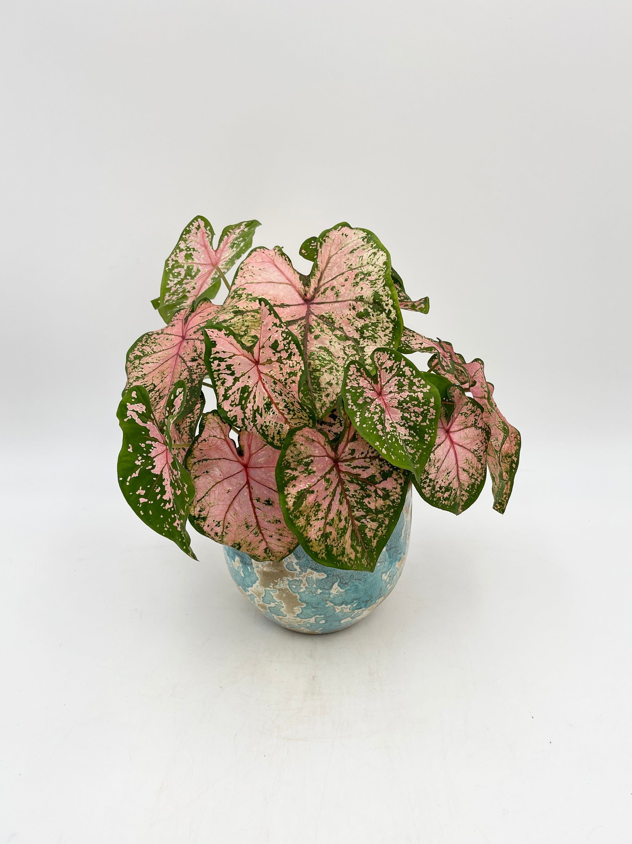 Caladium Pink beauty, 13cm pot